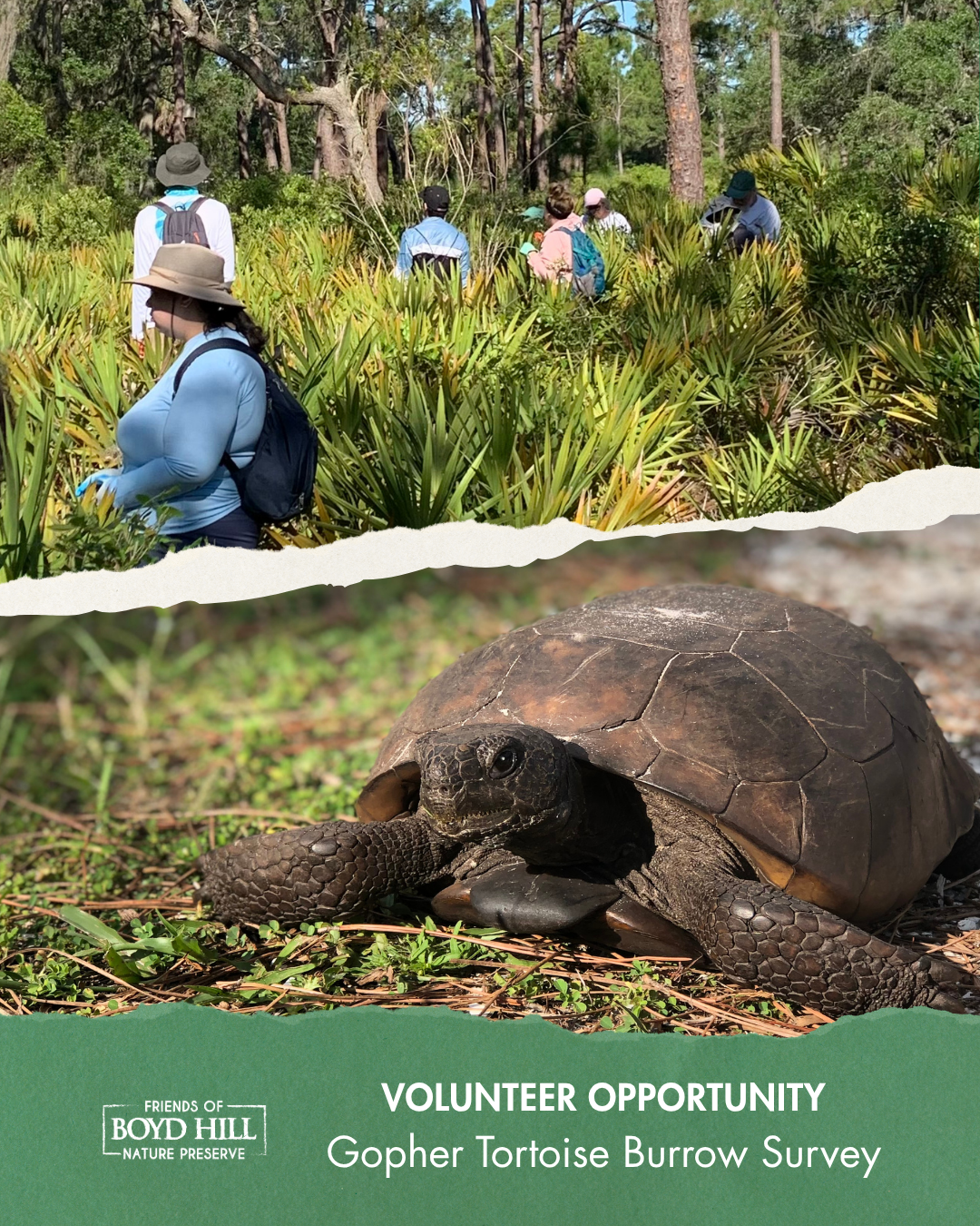 Gopher Tortoise Burrow Survey