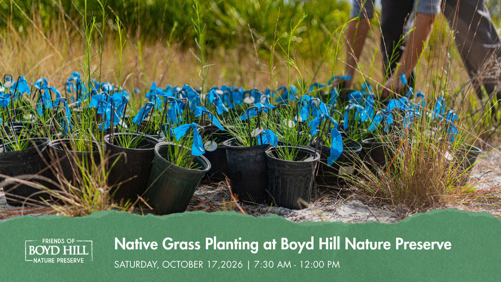 Native Grass Planting 
