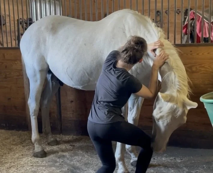 Molly massaging a grey Thoroughbred