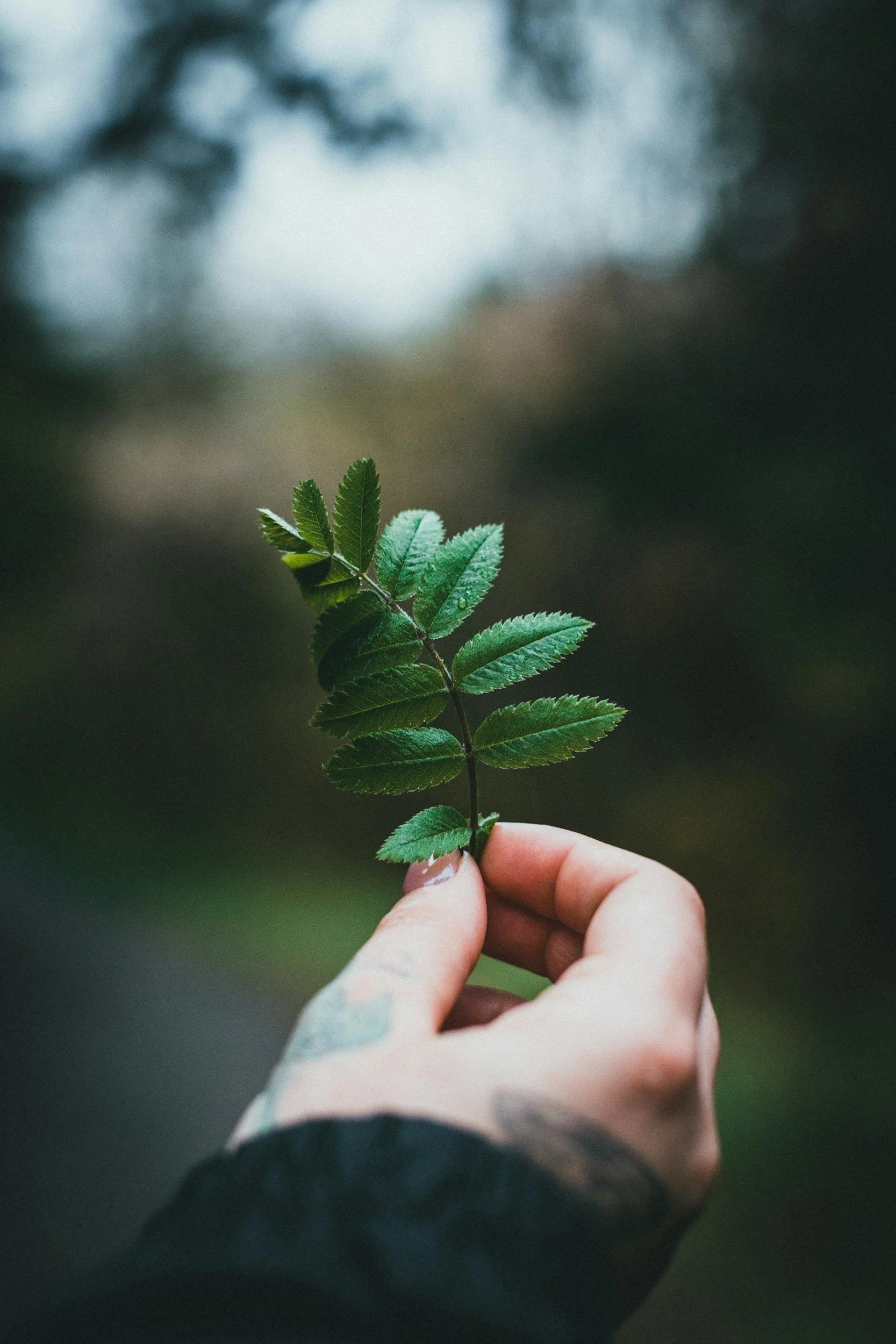 A hand holding a small green leaf with multiple leaflets against a blurred outdoor background.