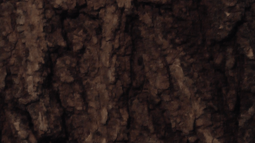 Trees, for instance (2016)