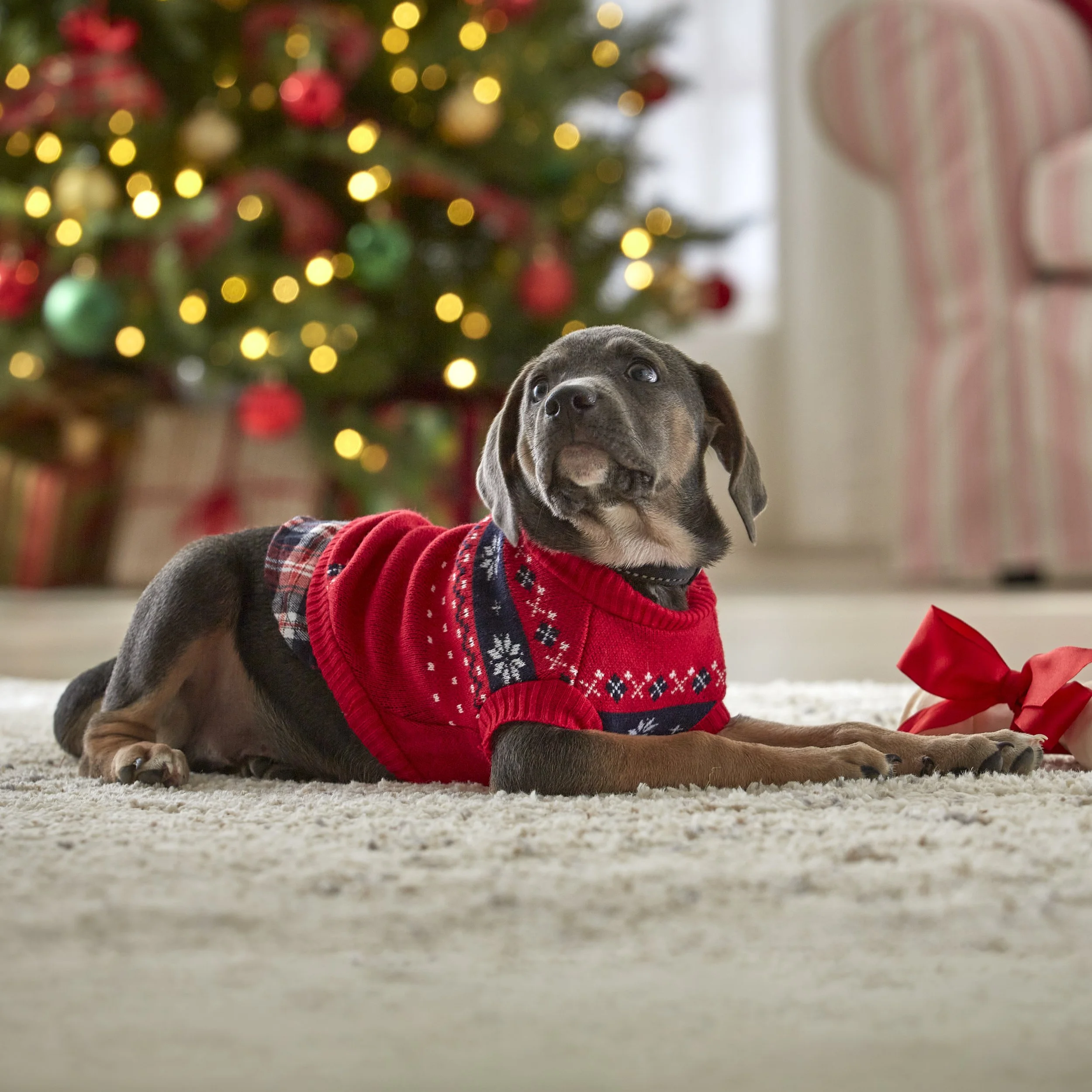 97510-Christmas Card Dog Sweater-002.jpg