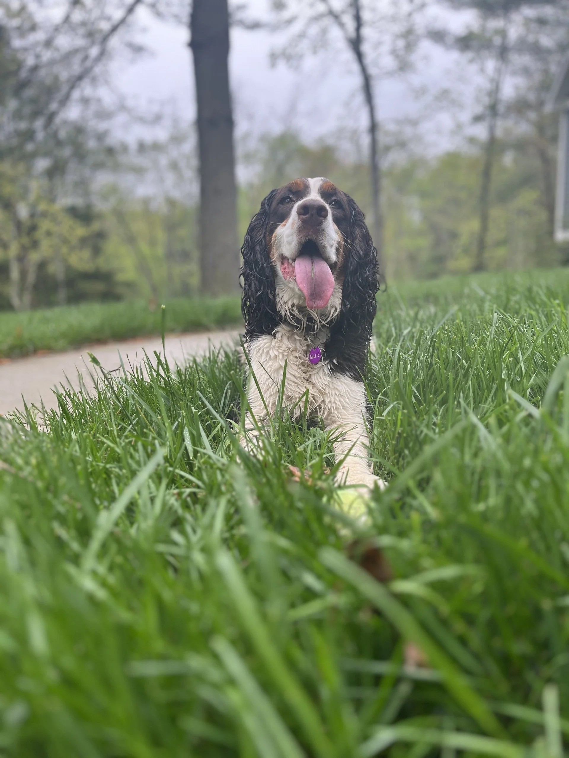 Ah, To Be a Dog (or cat!)