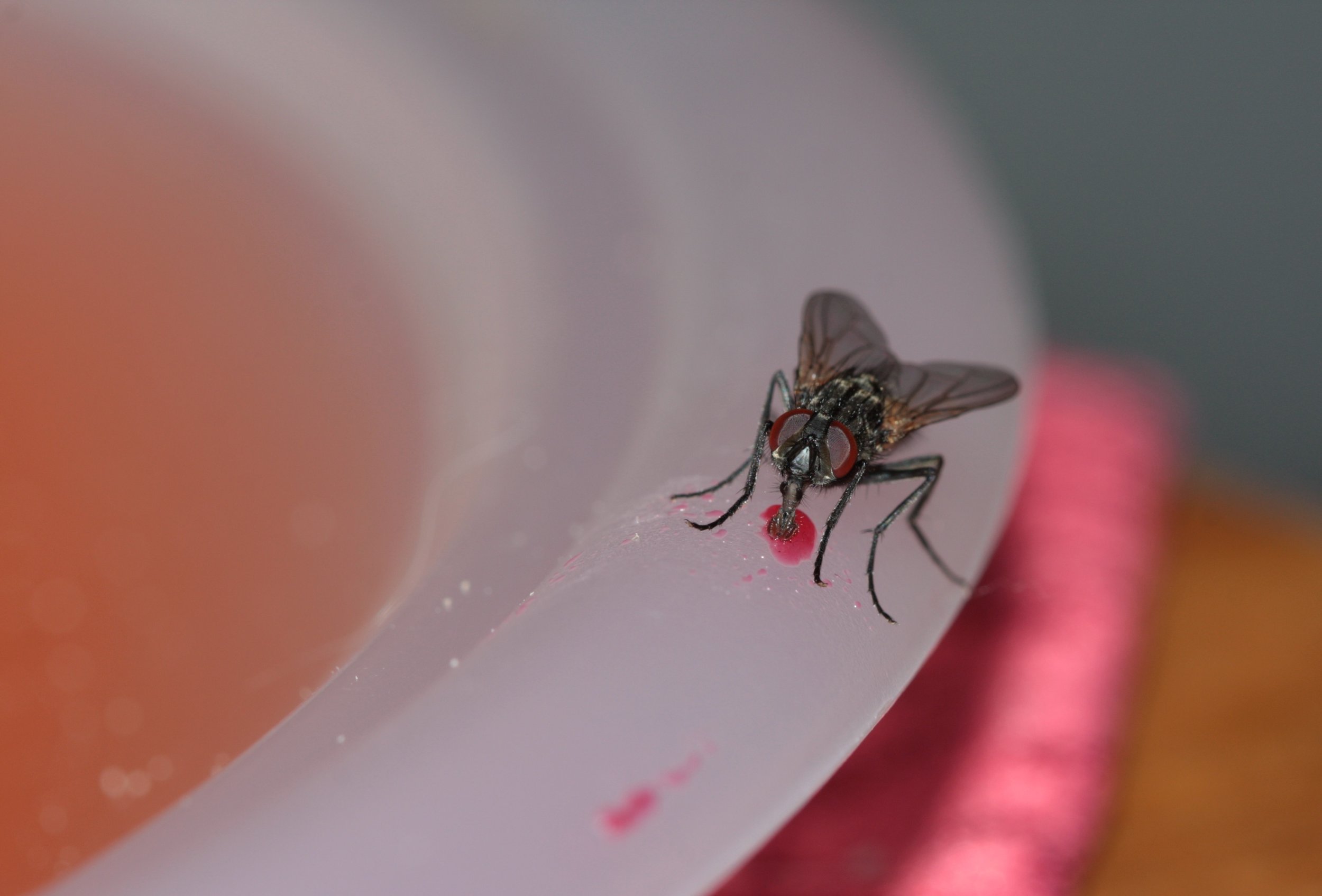 Shoo Fly!