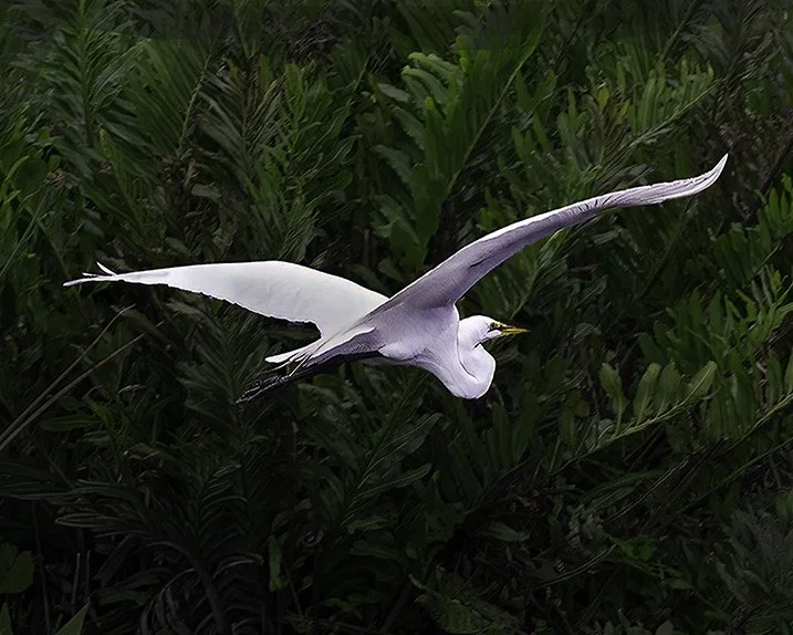 Gliding jpeg.jpeg