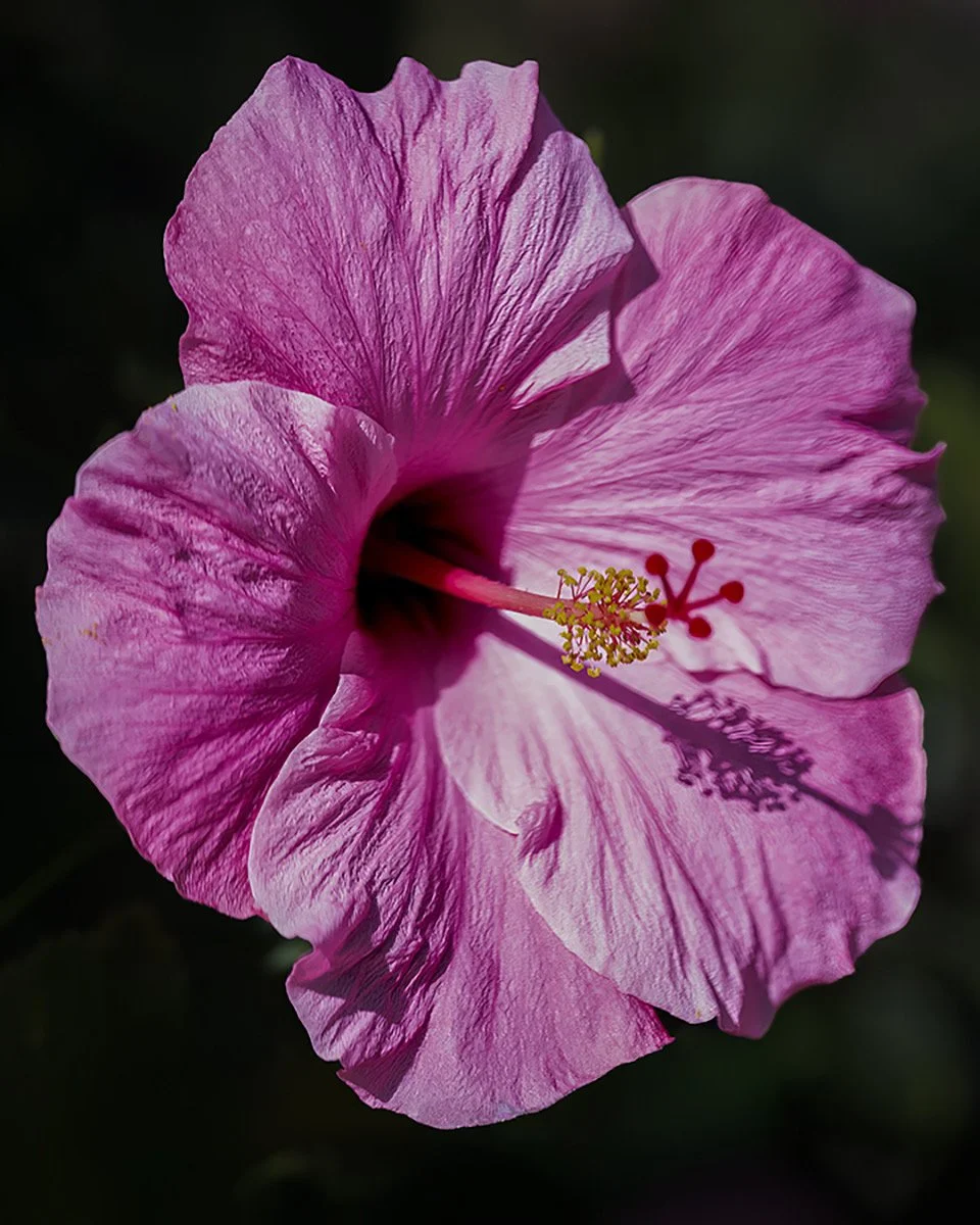 Hibiscus.jpeg