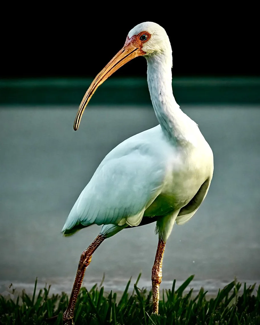 Ibis jpeg.jpg
