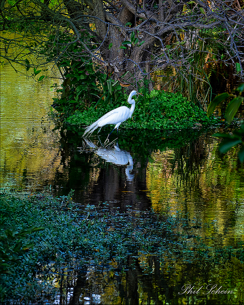 Egret-reflections.png