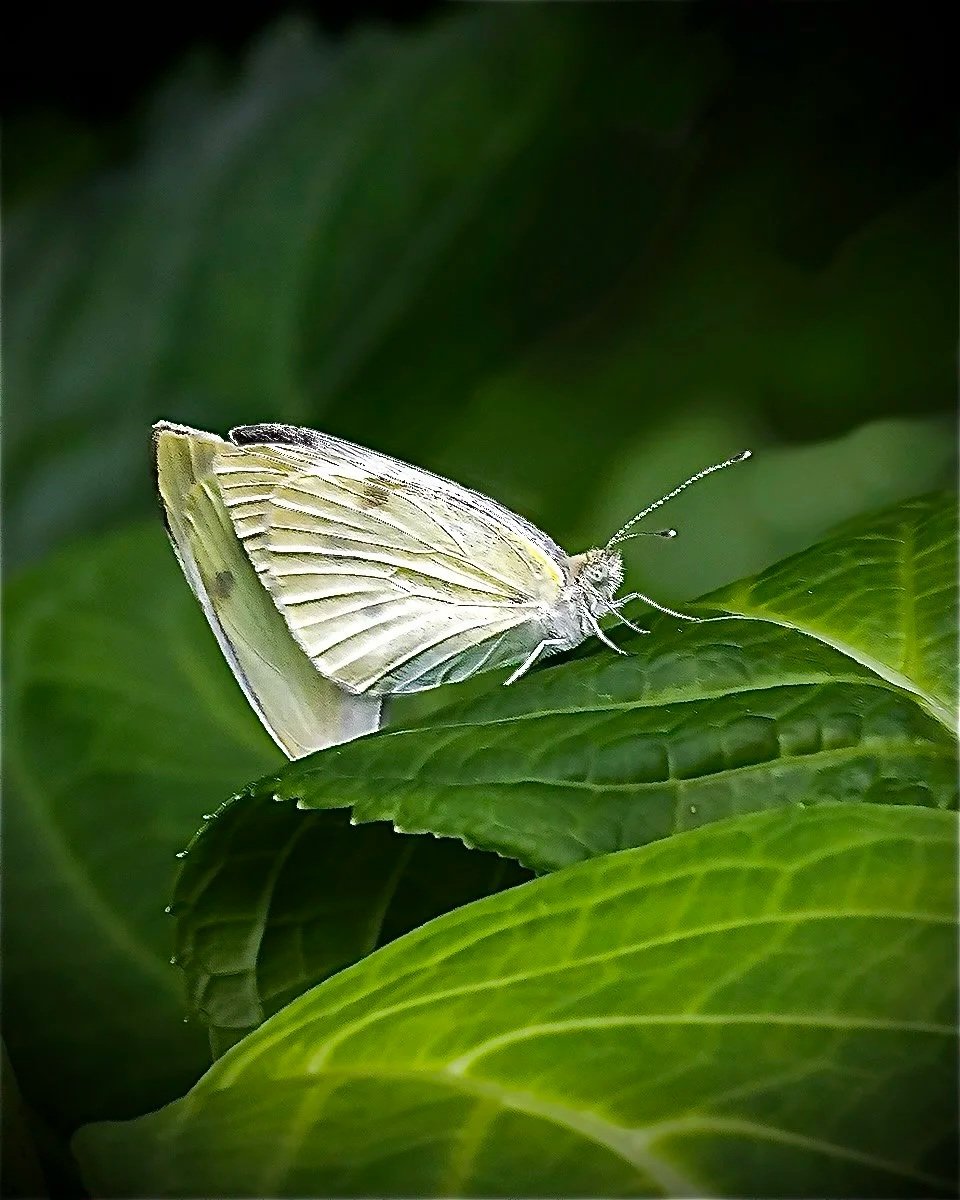 butterfly+2+.jpg