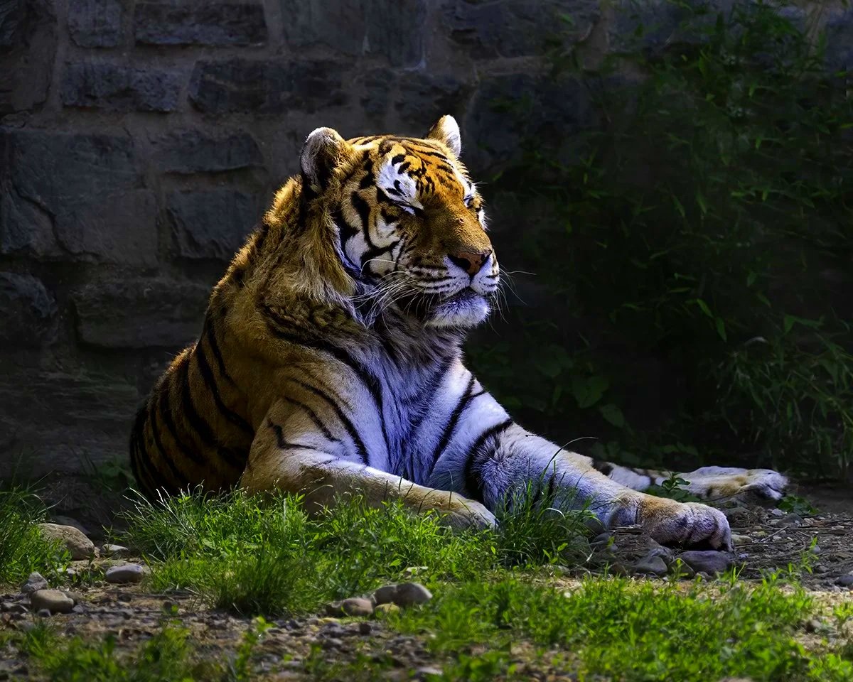 Tiger-jpeg.jpg