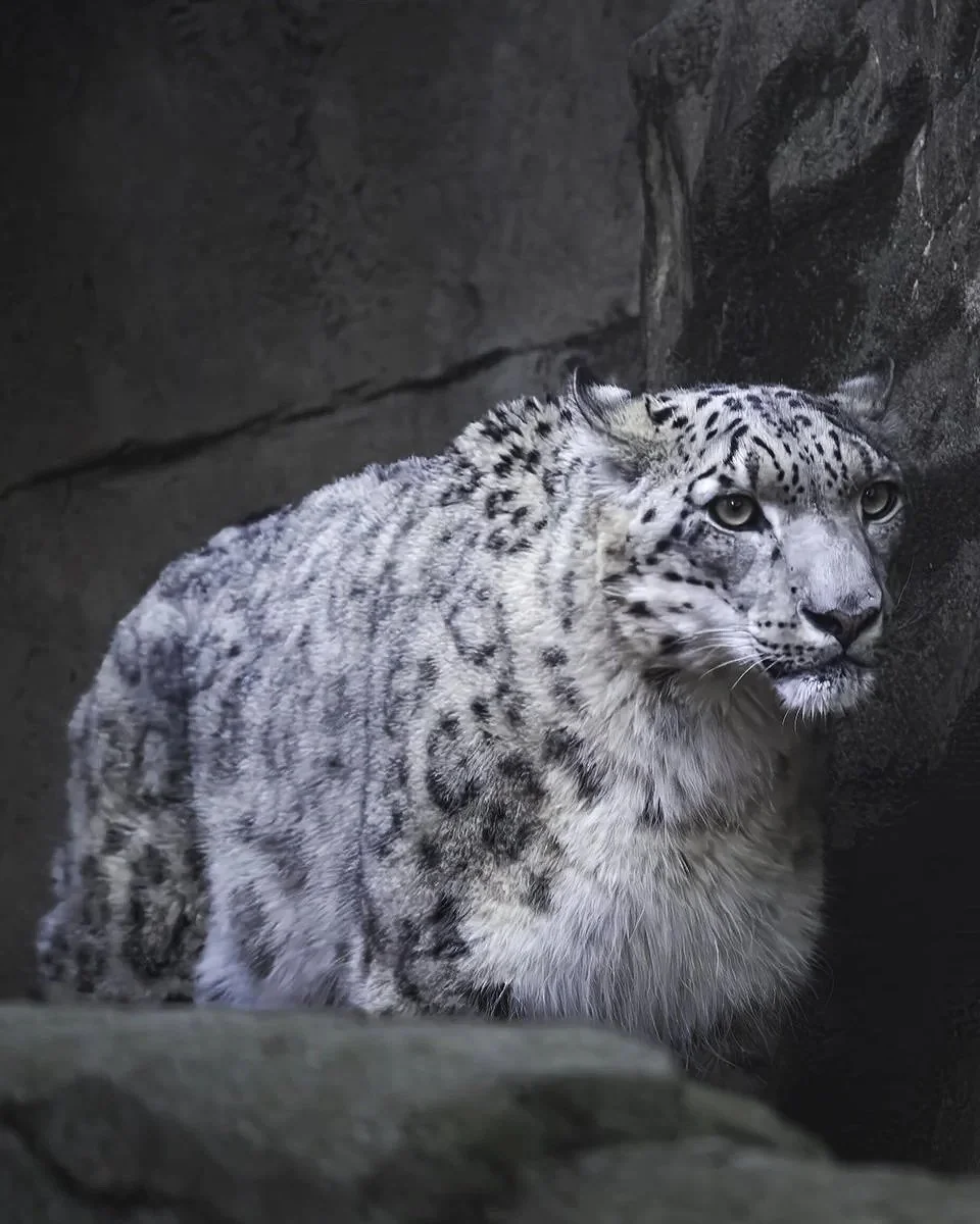 Snow-leopard-jpeg-1.jpg