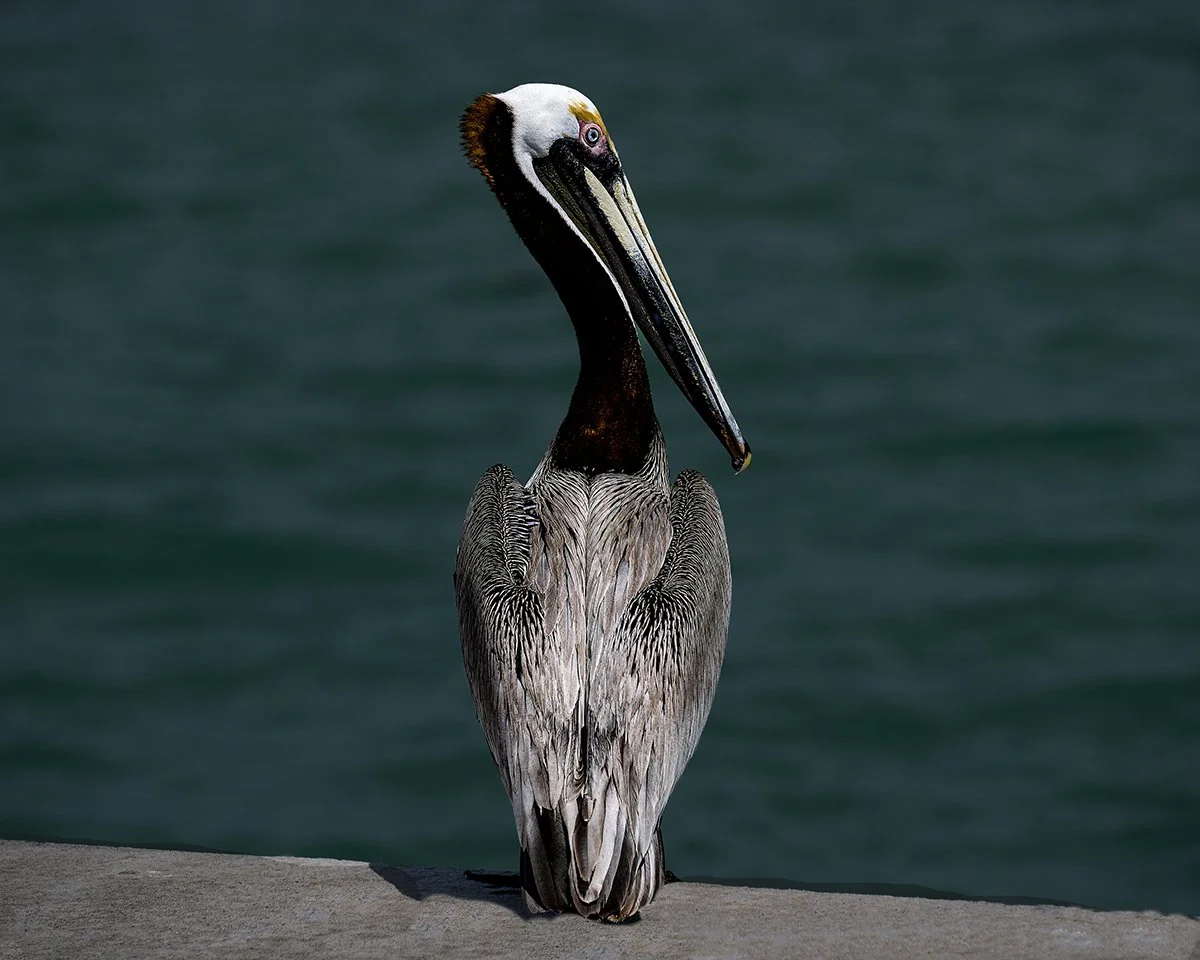 Pelican sitting jpeg.jpeg