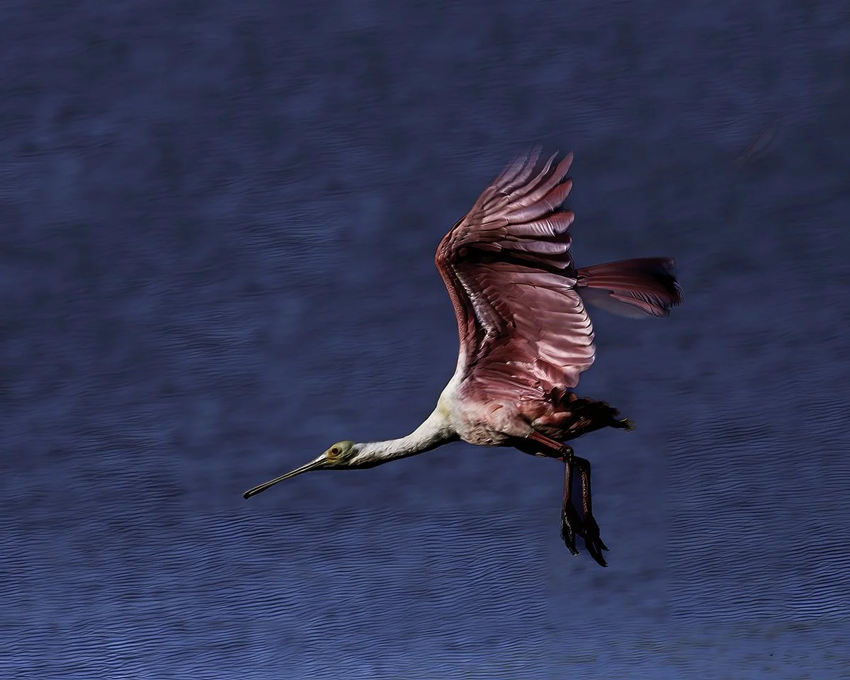 Rosette spoonbill in flight final.jpg