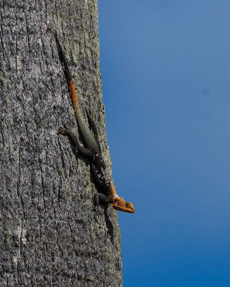 Lizard jpeg  2 .jpg