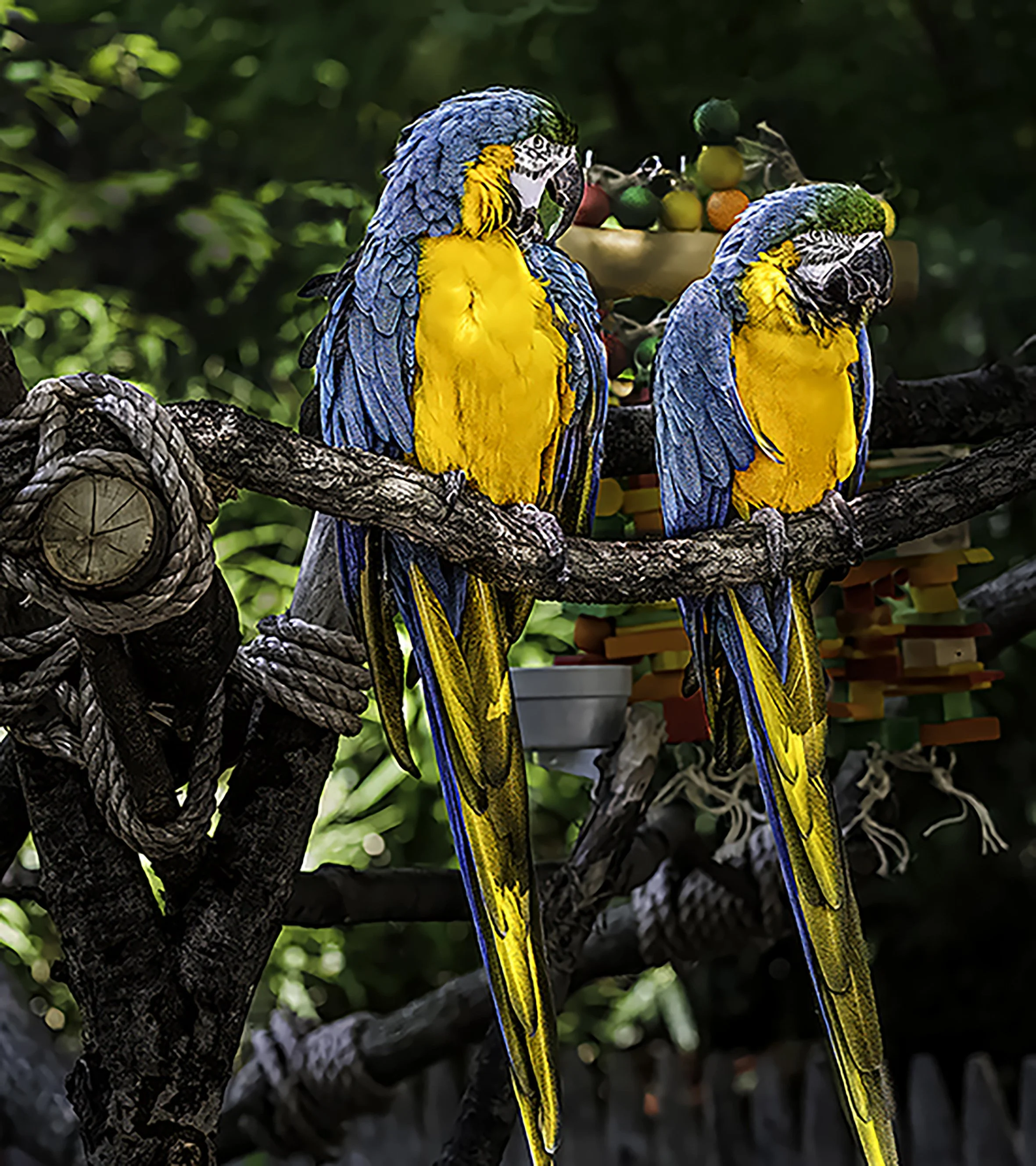 LightParrots 3 jpeg 33.jpg