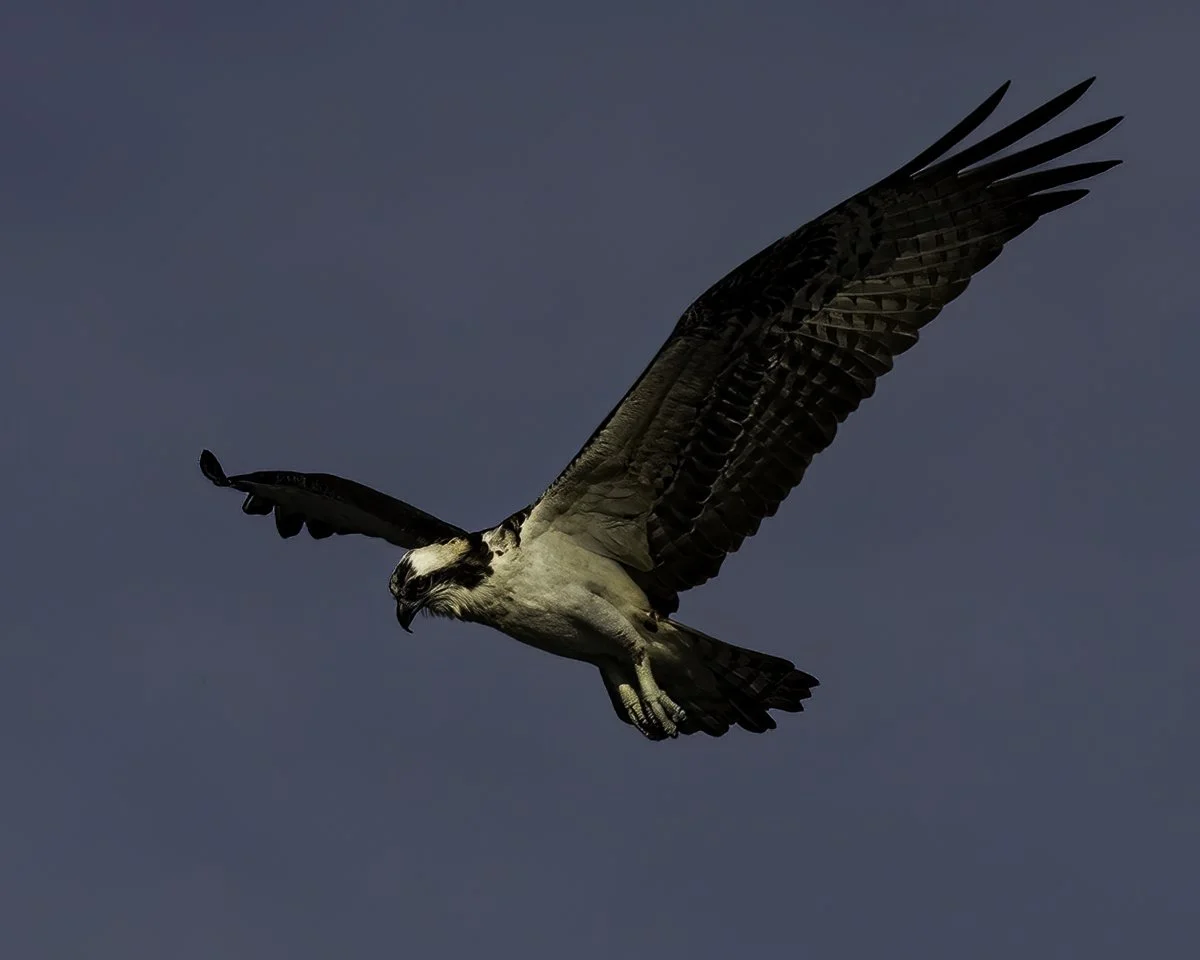 Osprey in flight 2 final final.jpg