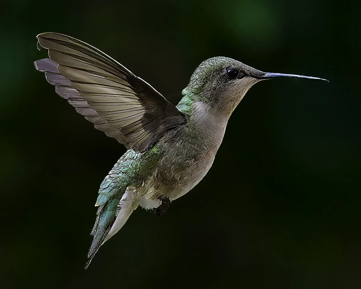 Hummingbird suspended jpeg.jpg