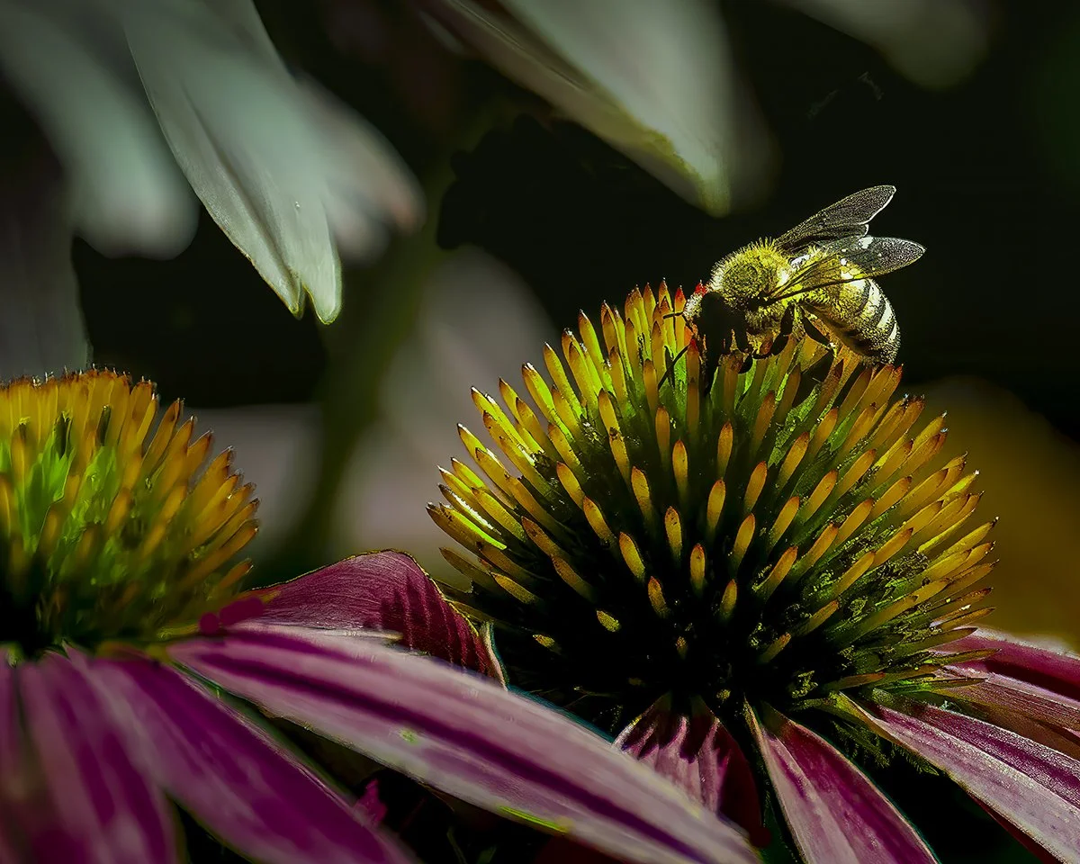 Bee jpeg.jpg