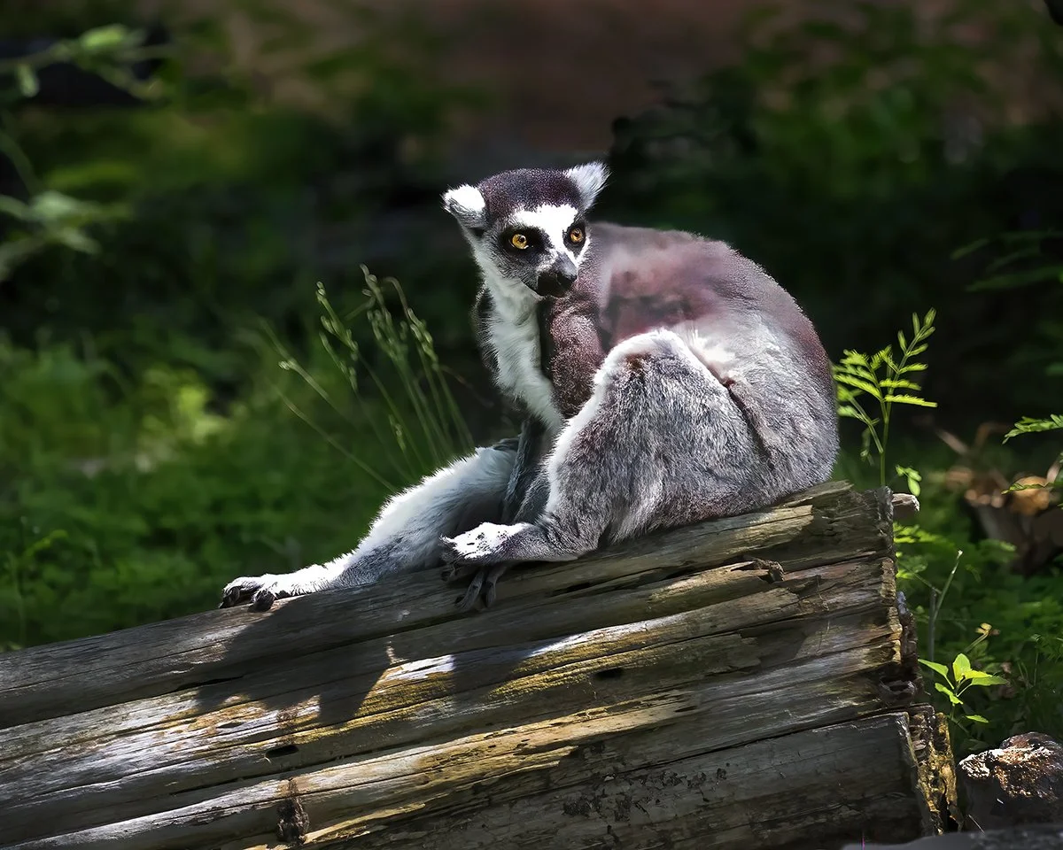 Species 2 jpeg.jpg