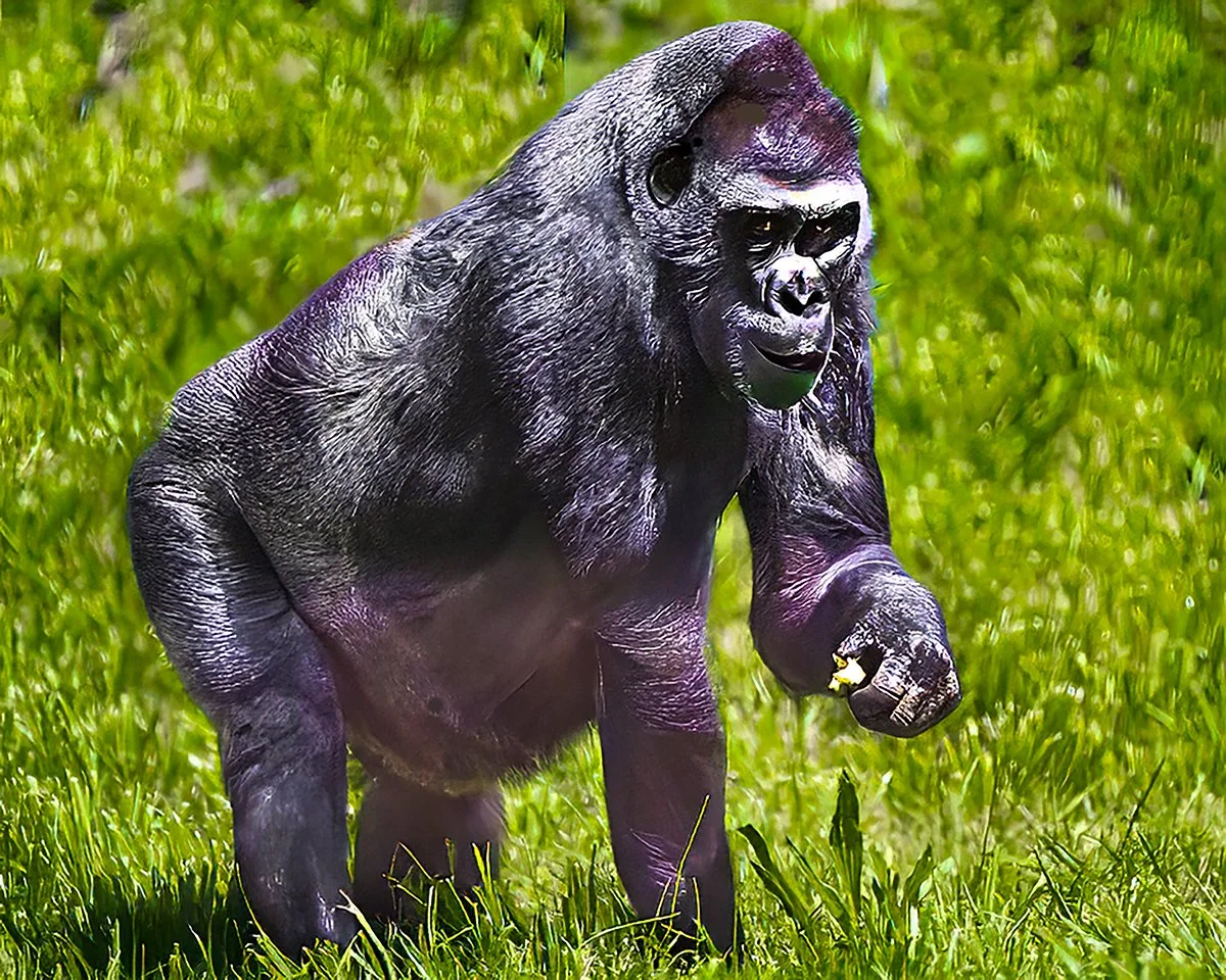 Gorilla jpeg.jpg