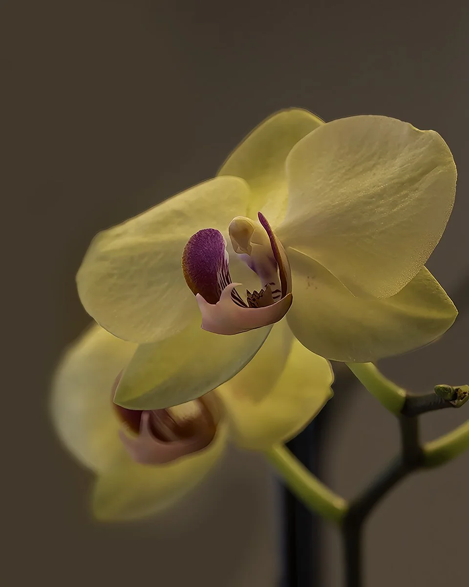 Orchid kitchen copy 2 jpeg final.jpeg