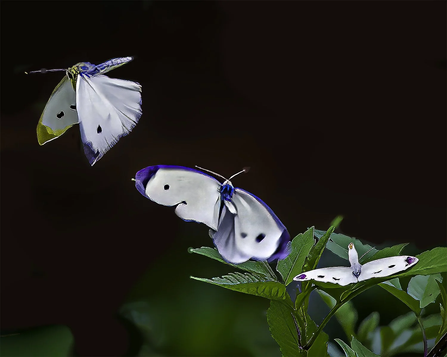 Butterflies jpeg.jpg