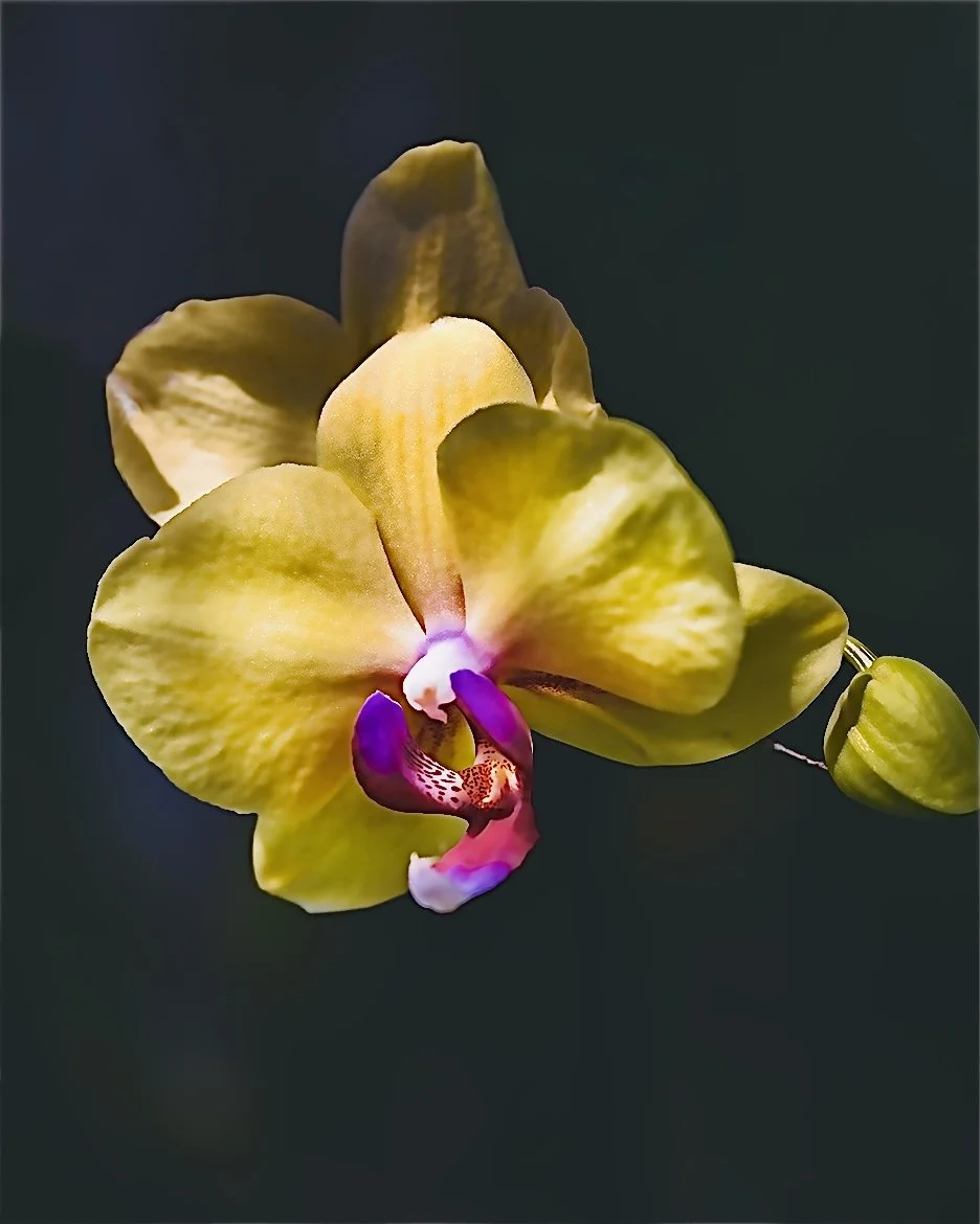 orchid yellow 2 april 2026.jpeg