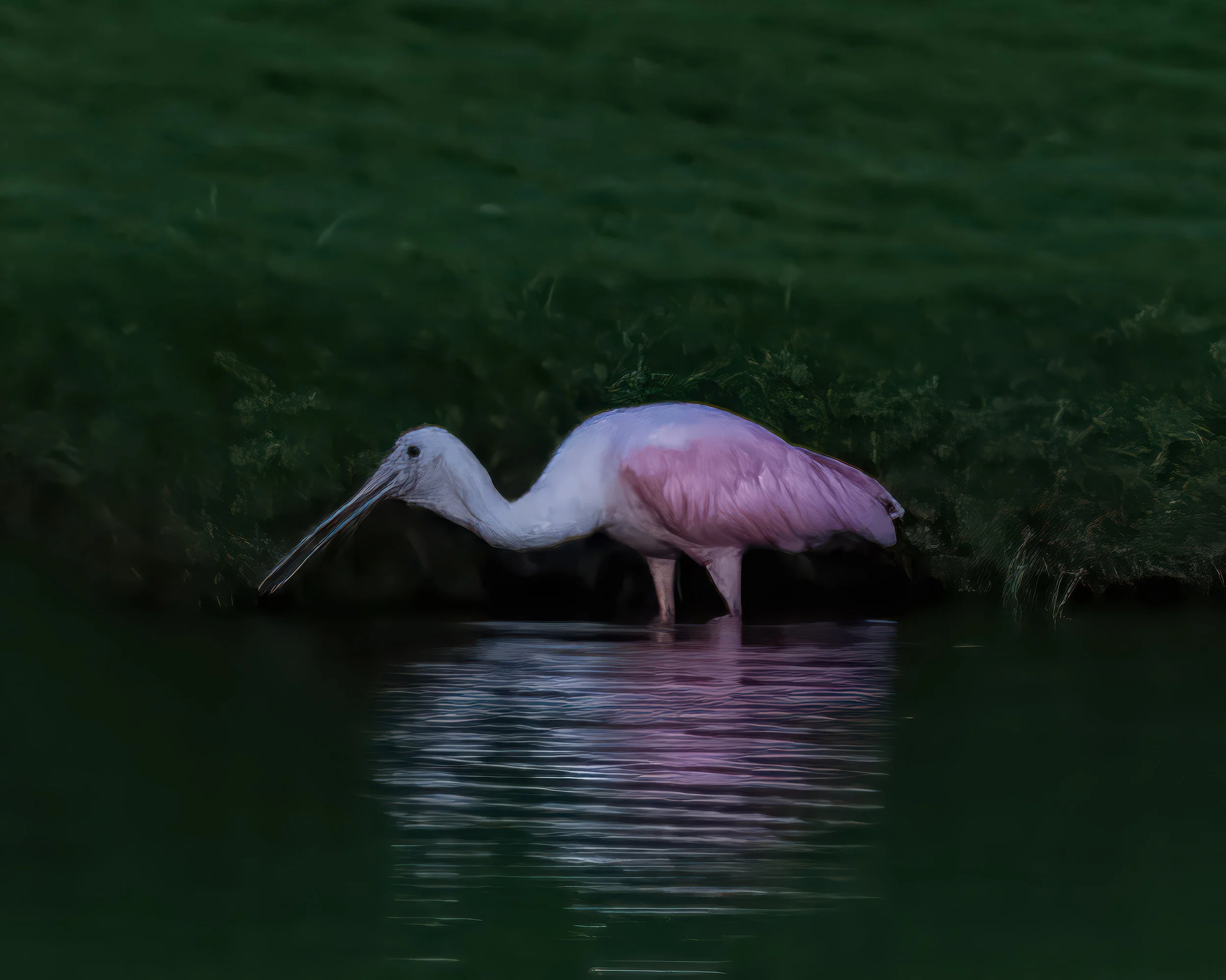 Spondbill jpeg final for posting .jpg