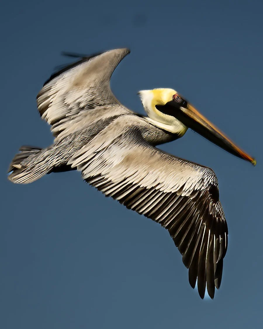 Pelican soaring ehansed jpeg.jpg