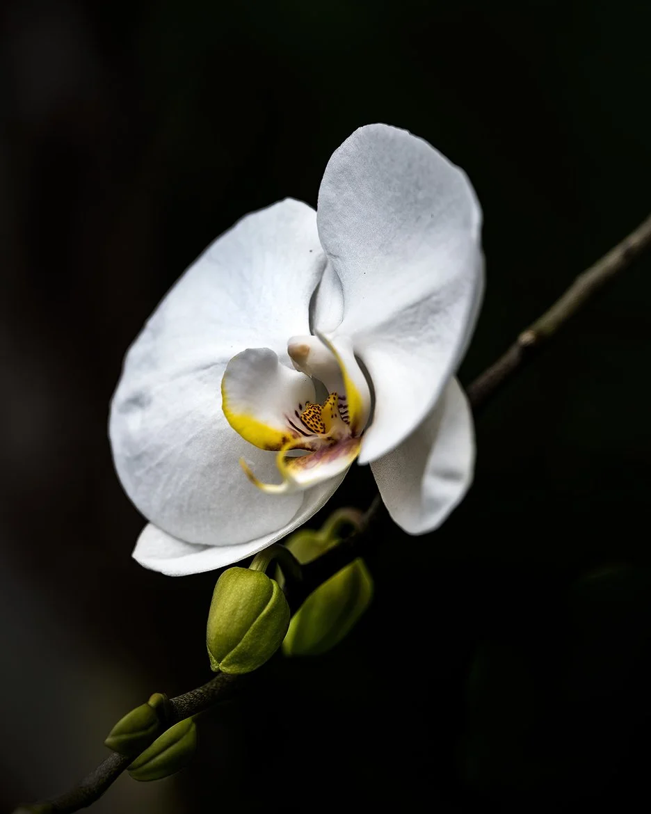 Orchid white Aprilo 2026.jpeg