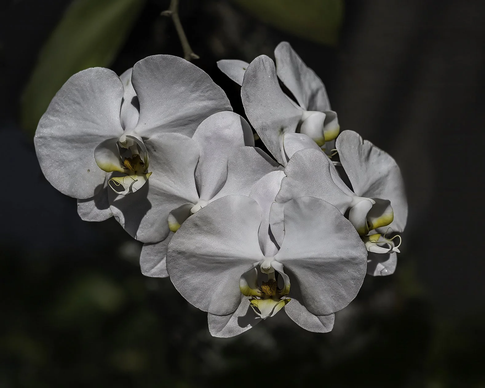 Orchid kitchen 3 copy jpeg final 2  copy.jpg