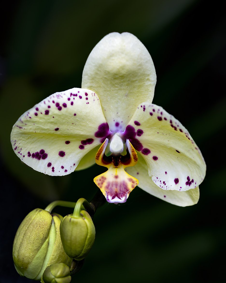Orchid yellow Apr