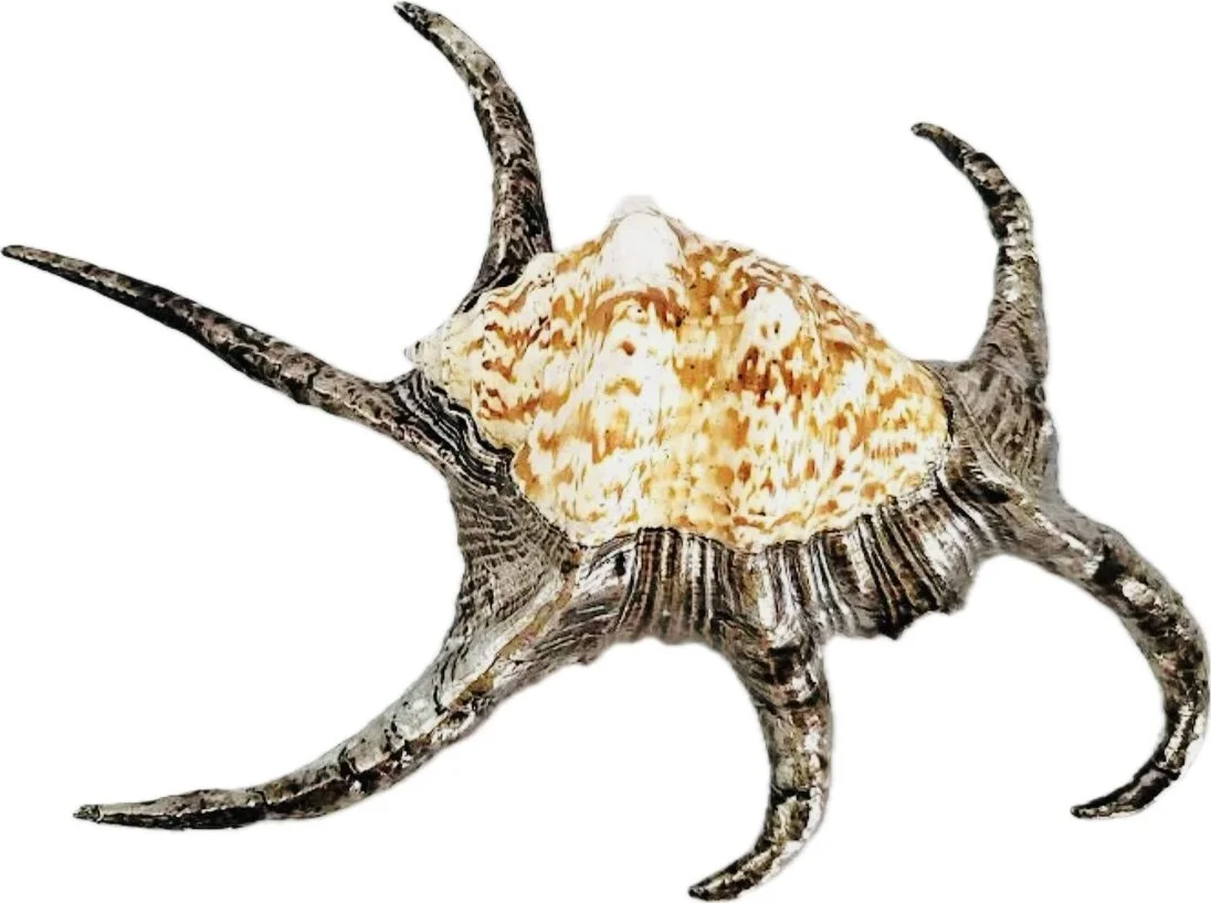 Conk sea shell with silver.jpg