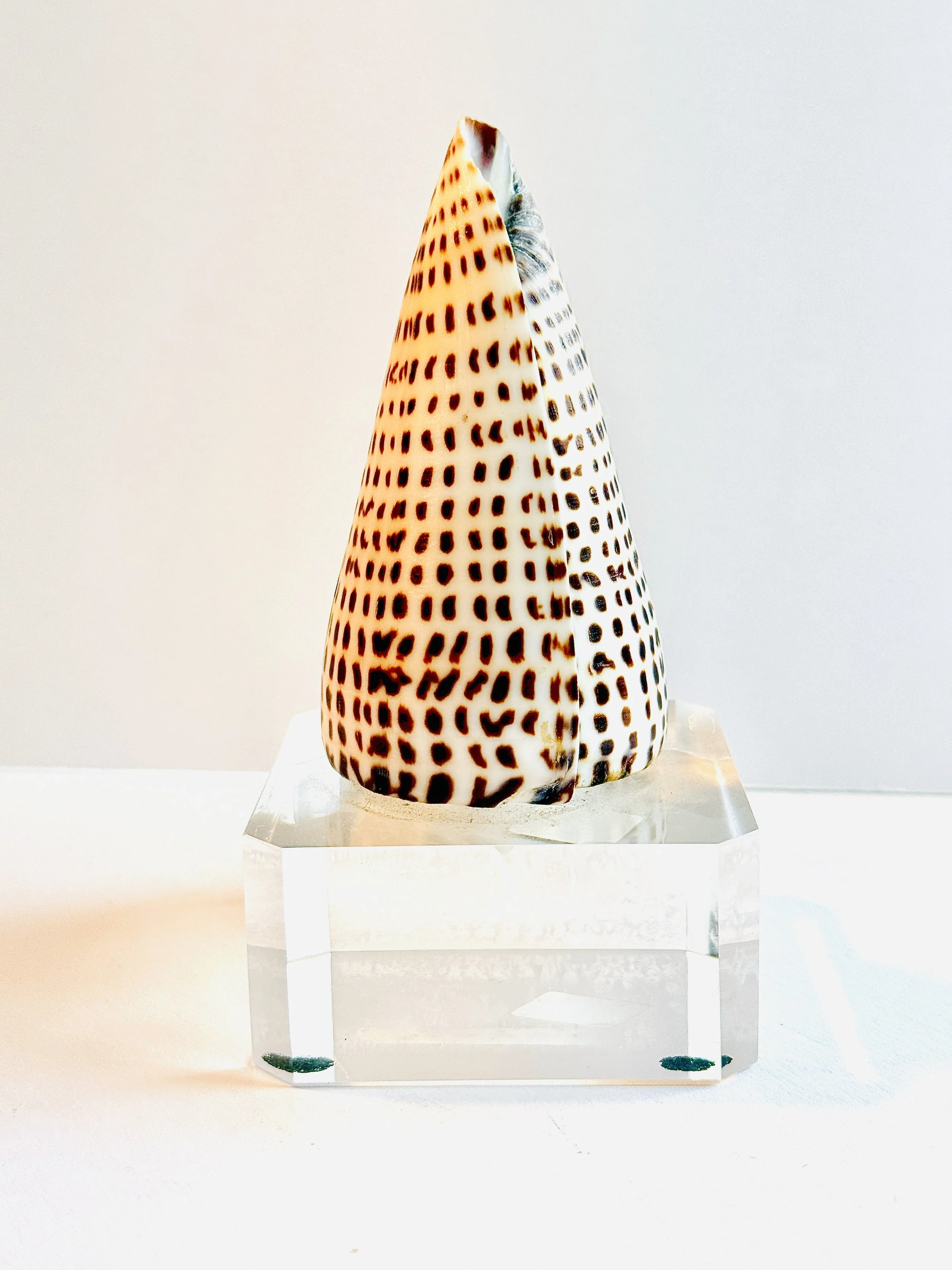 Sea Shell Philippines Acrylic Stand.jpg