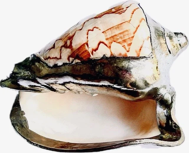 Seashell with Silver 2.jpg