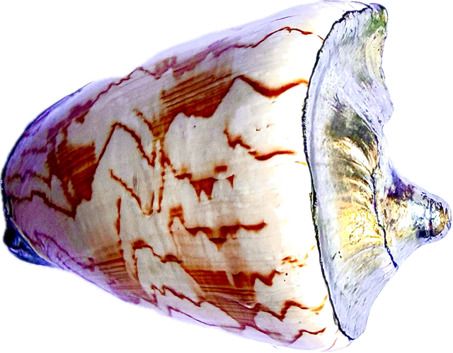 Seashell with Silver.jpg