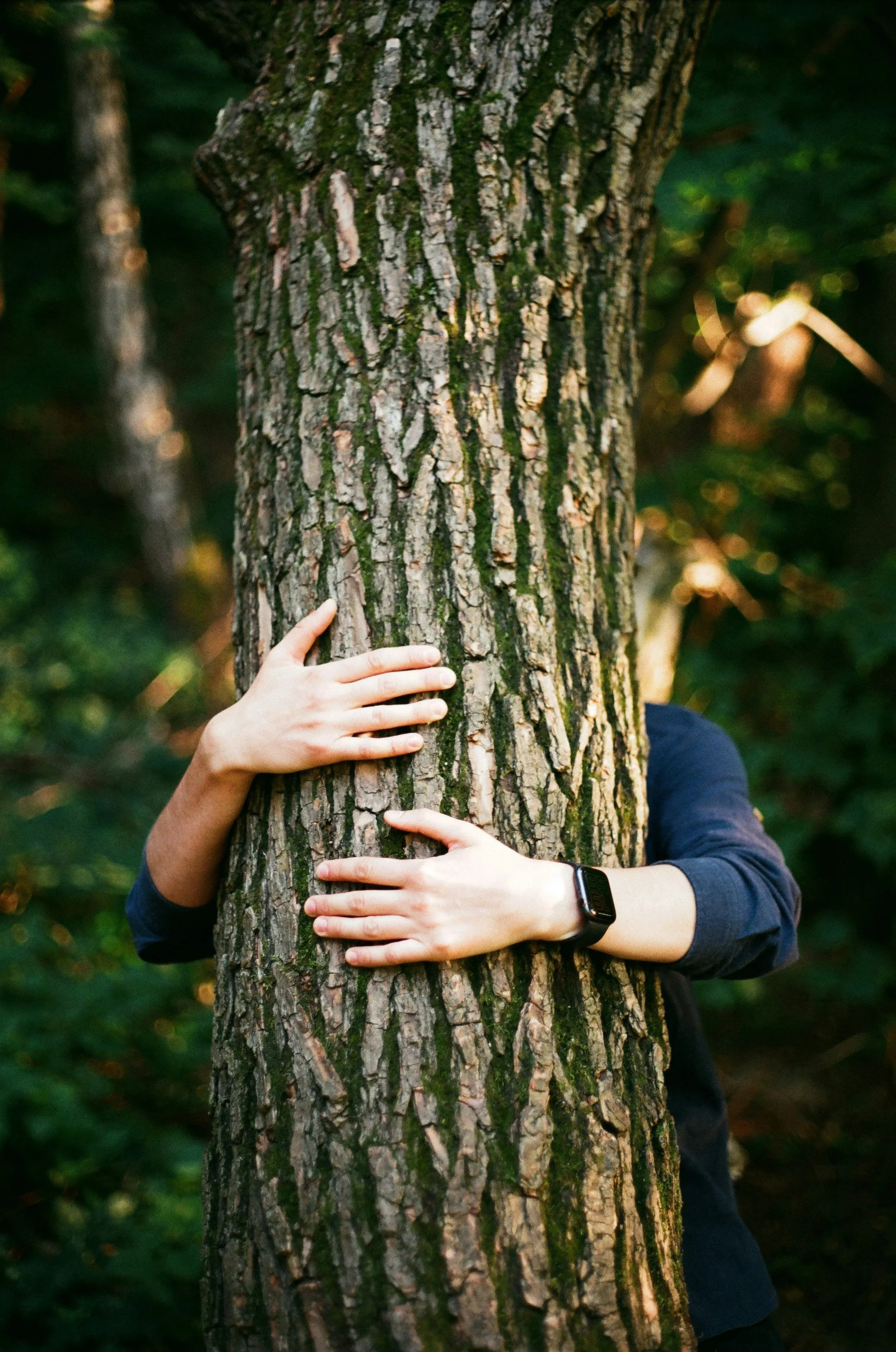 The Benefits of Forest Bathing