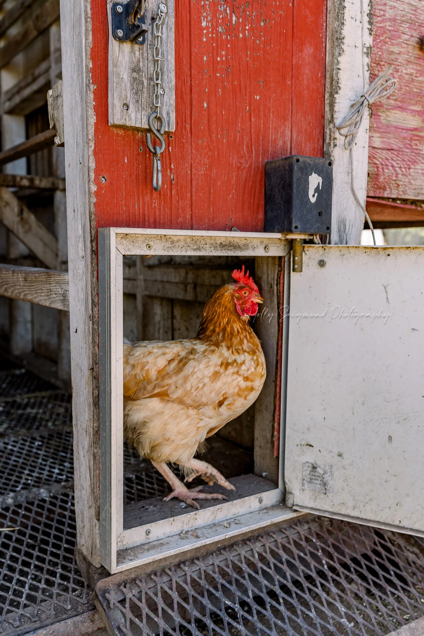 lifestyle branding images featuring chickens and eggs at Down Home Ranch in Elgin TX