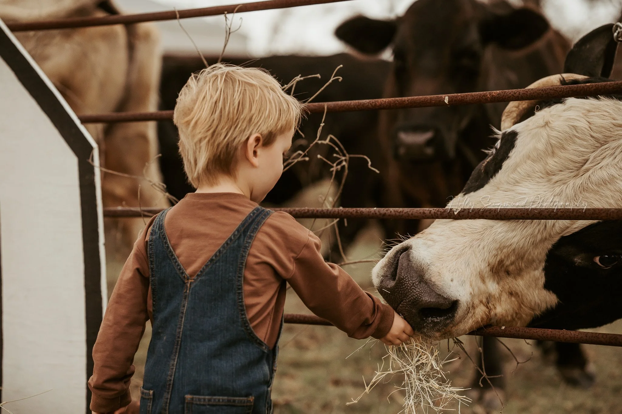 child celebrating a birthday near a rustic barnyard with cows and field in Texas
