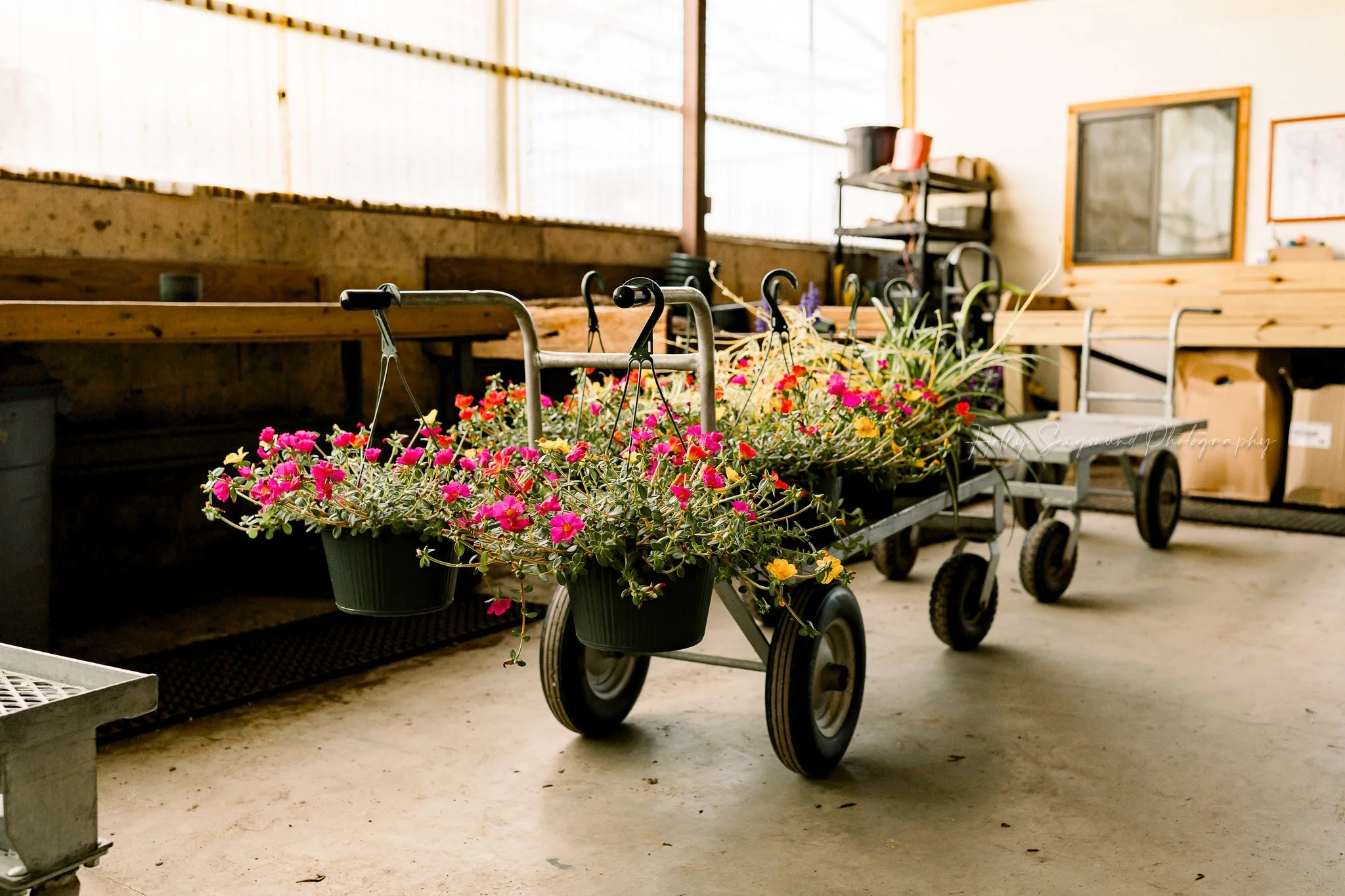 greenhouse and flower setting during a branding session at a ranch in Elgin Texas