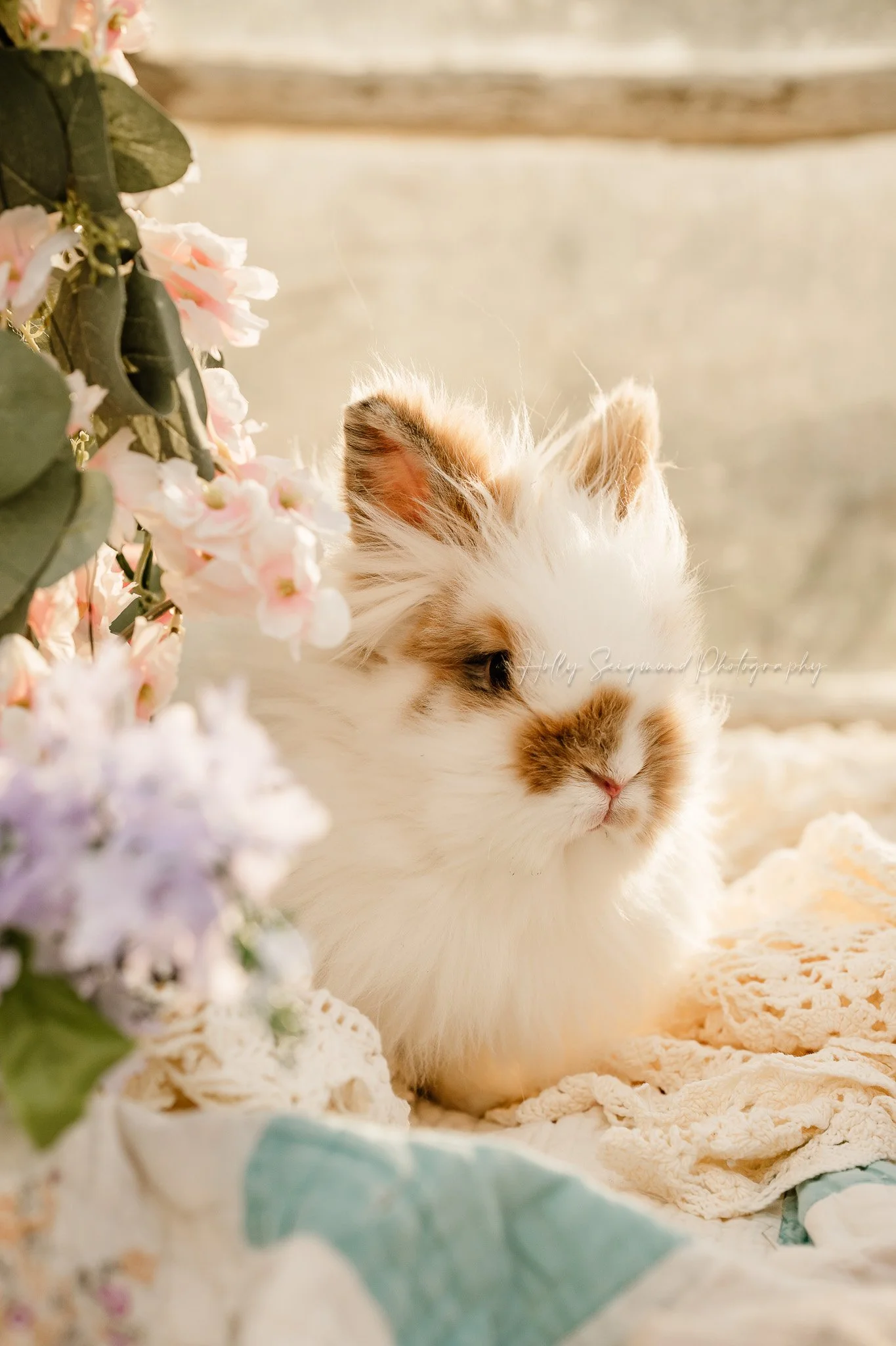 Baby bunny on vintage quilt for birthday photos in Central Texas