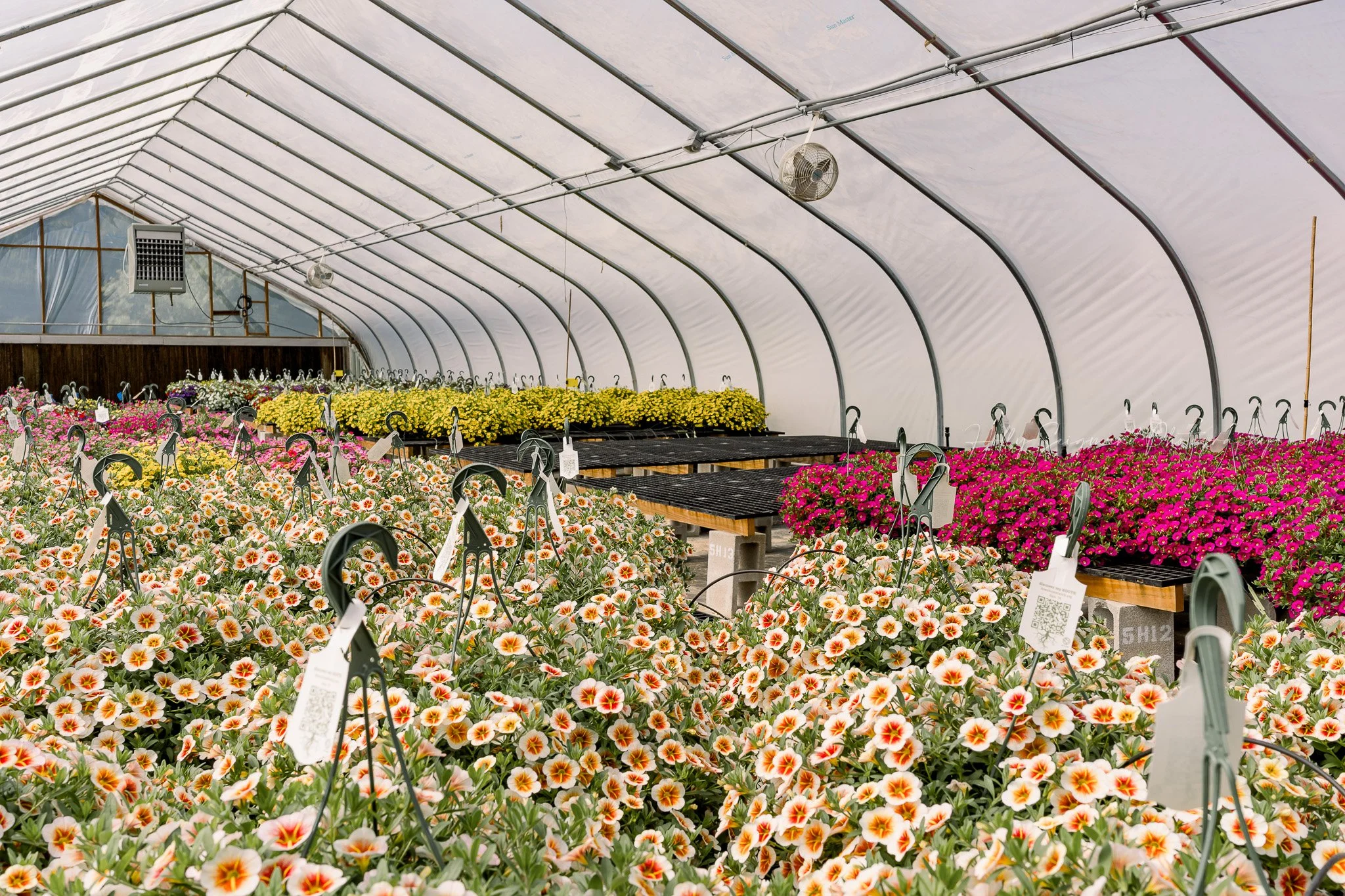 branding photos in a greenhouse with flowers at Down Home Ranch in Elgin Texas