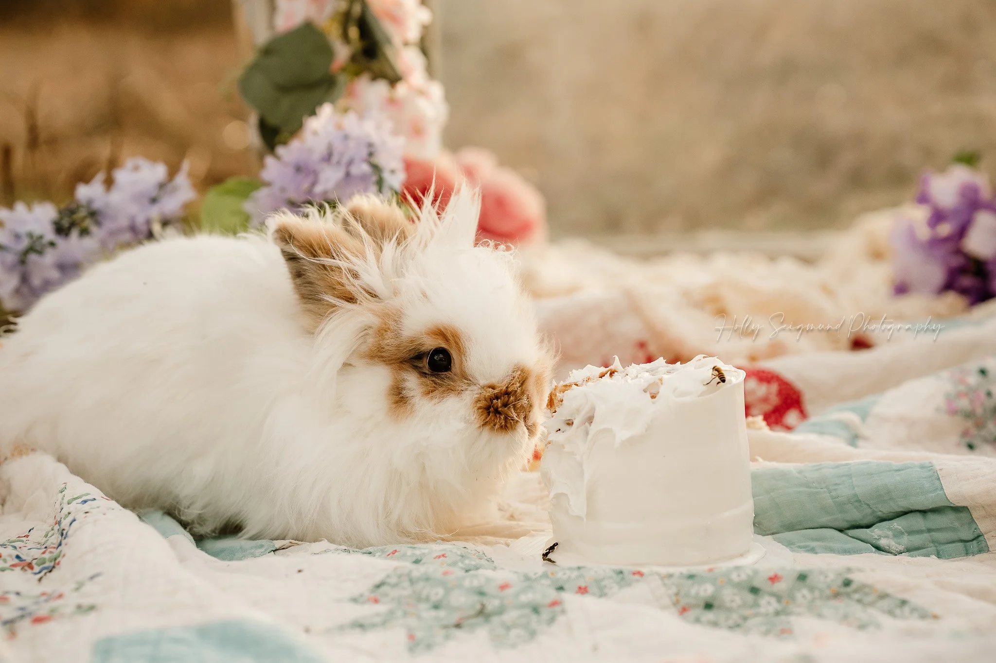 Bunny on a colorful vintage quilt eating a smash cake from a first birthday session in Central Texas