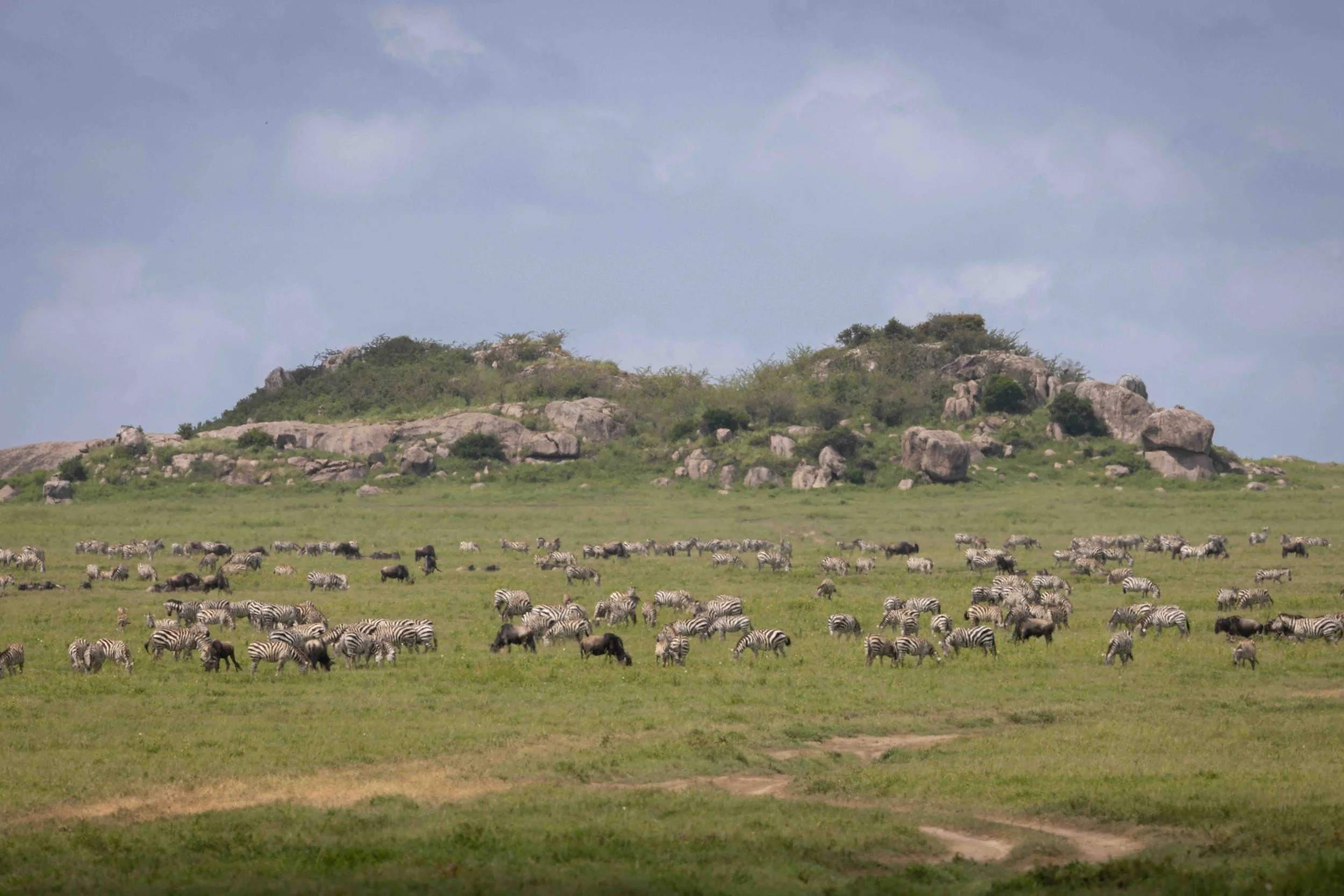 Zebra and Wildebeest SKU 683723 - 1.1 MB copy.jpeg