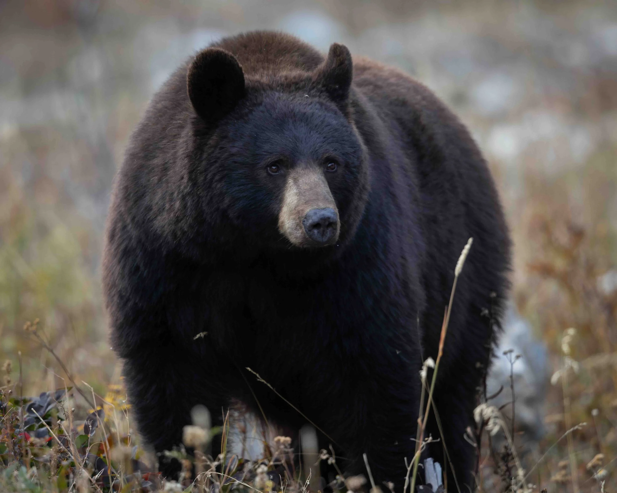 Black Bear SKU 5119294 - 0.6 MB copy.jpeg