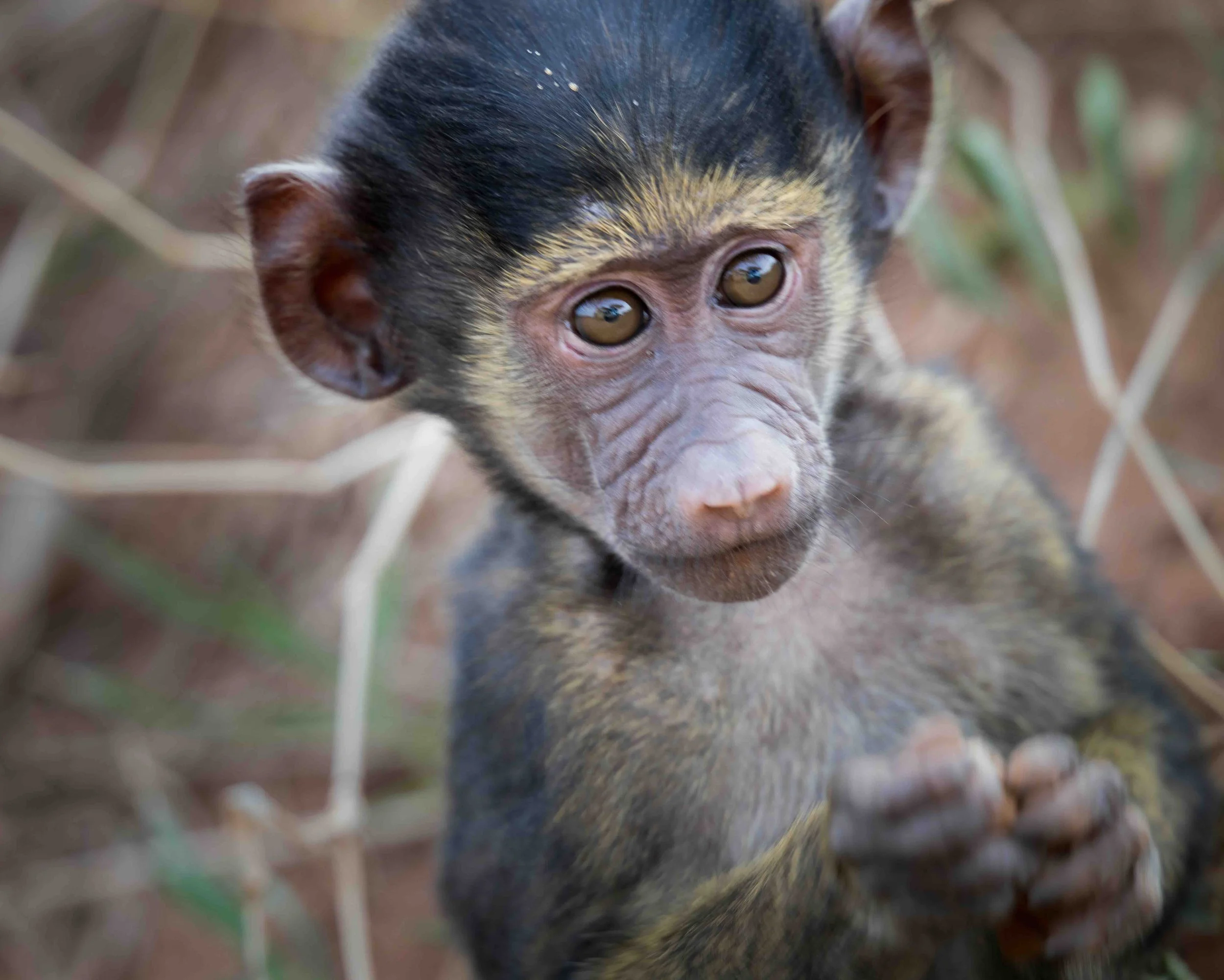 Baboon baby 5x4 SKU 5II5662 - 0.8MB.jpeg