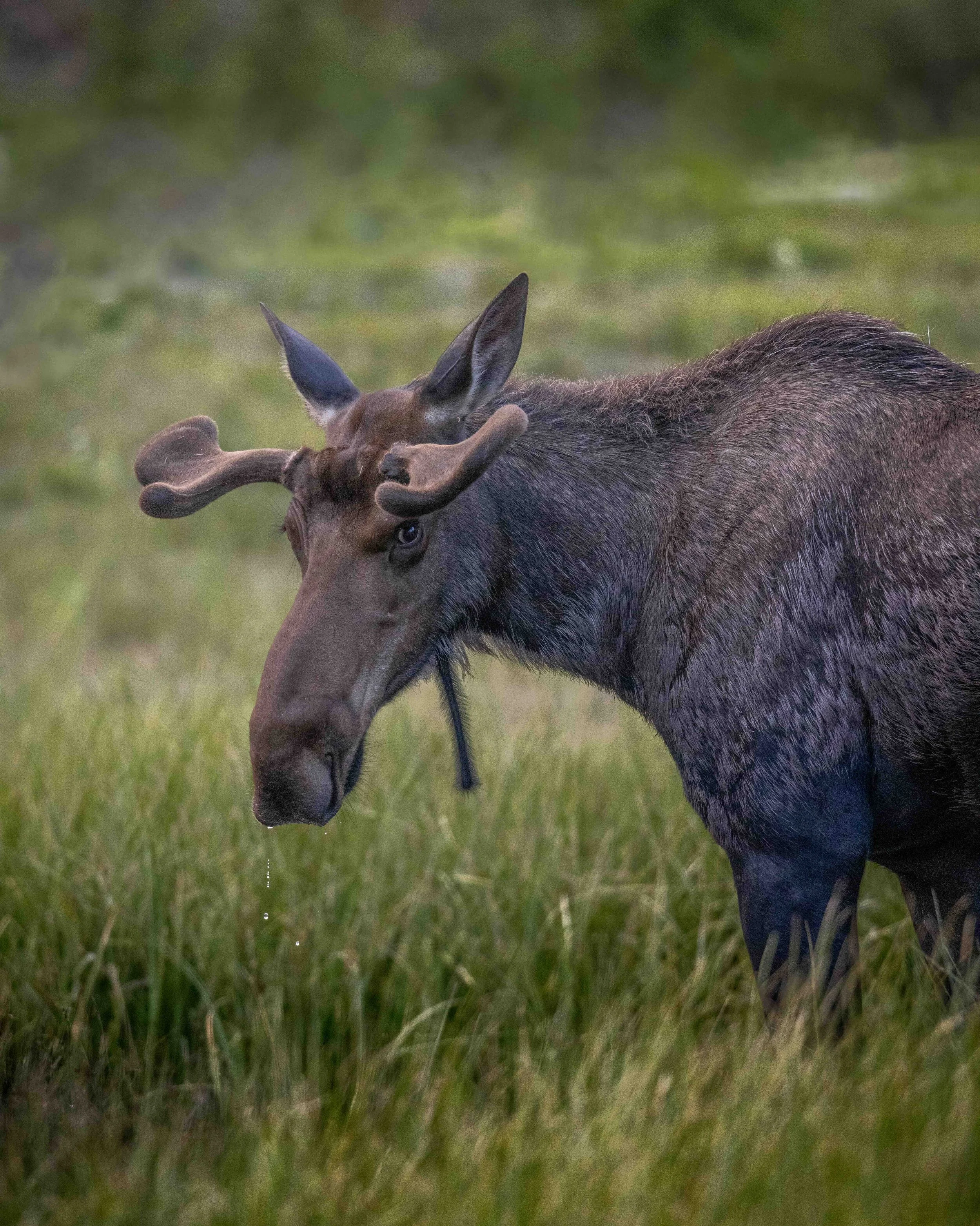 Moose SKU 680684 - 2.8 MB copy.jpeg