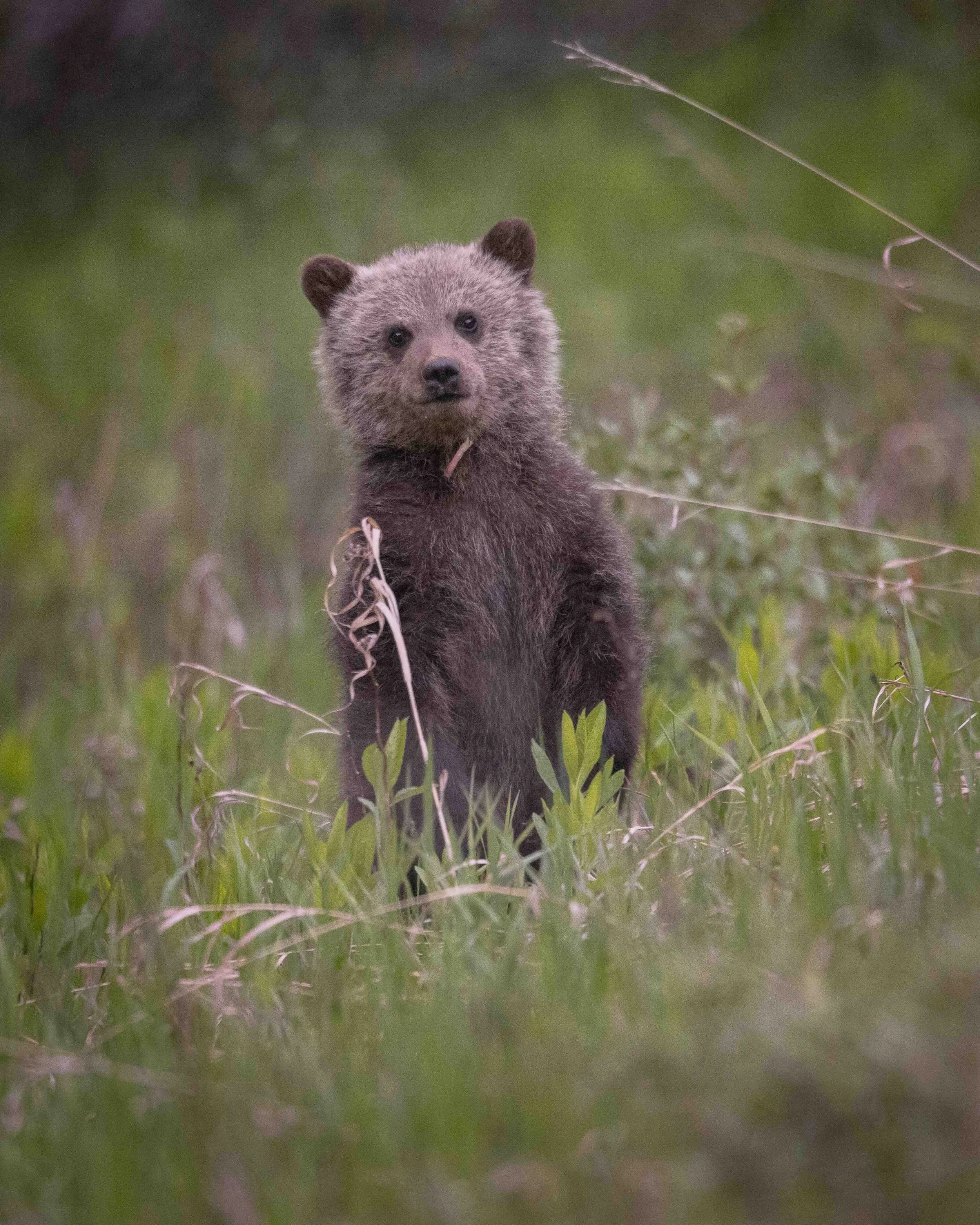 Grizzly cub SKU 689954 - 1.0 MB copy.jpeg