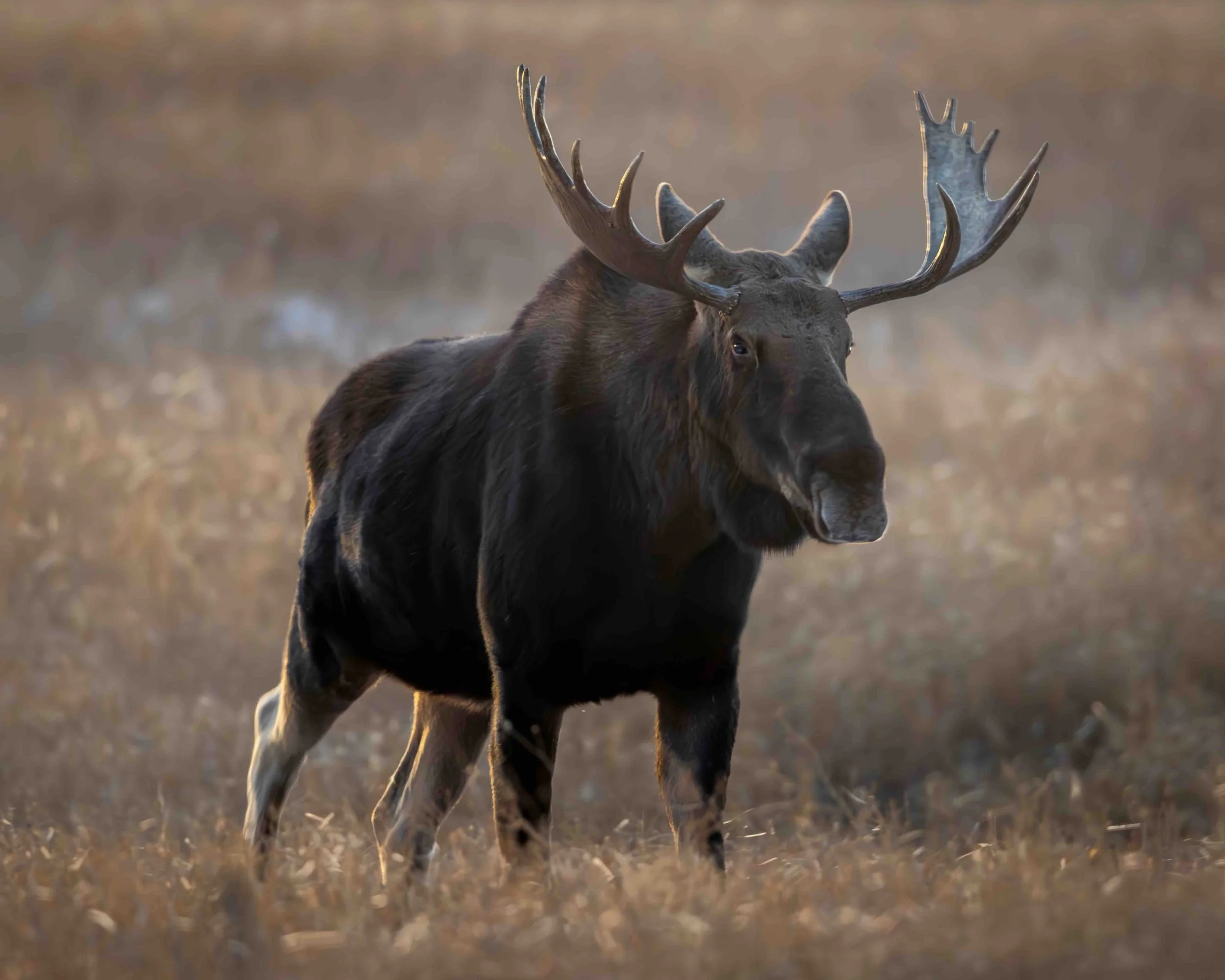 Moose SKU 5II9531 - 0.5 MB copy.jpeg
