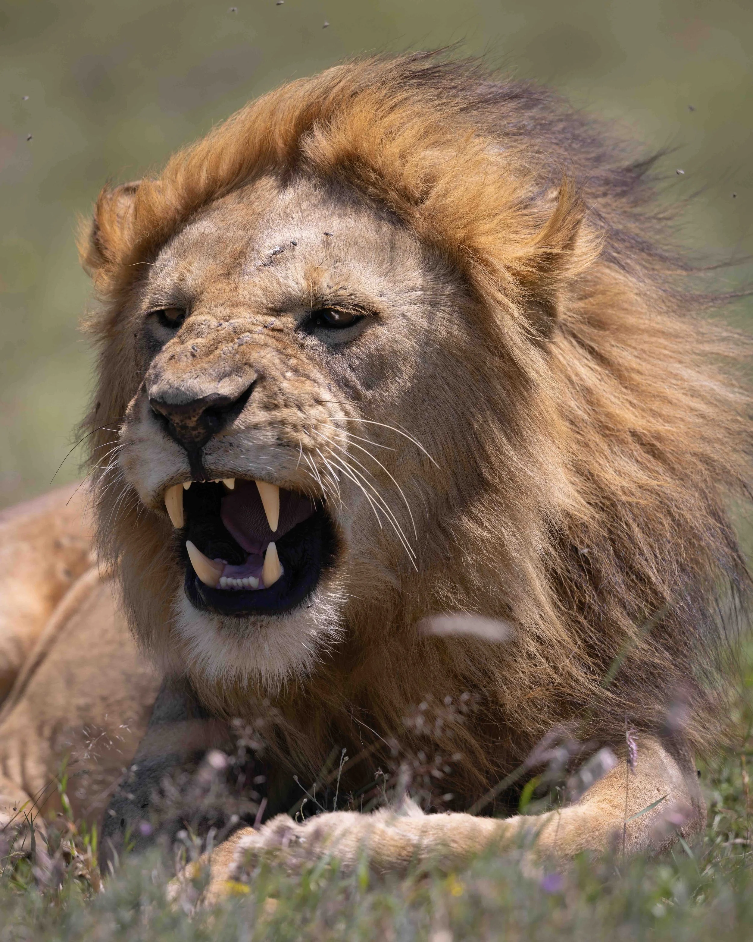 Lion series SKU 688024 -1.7 MB copy.jpeg